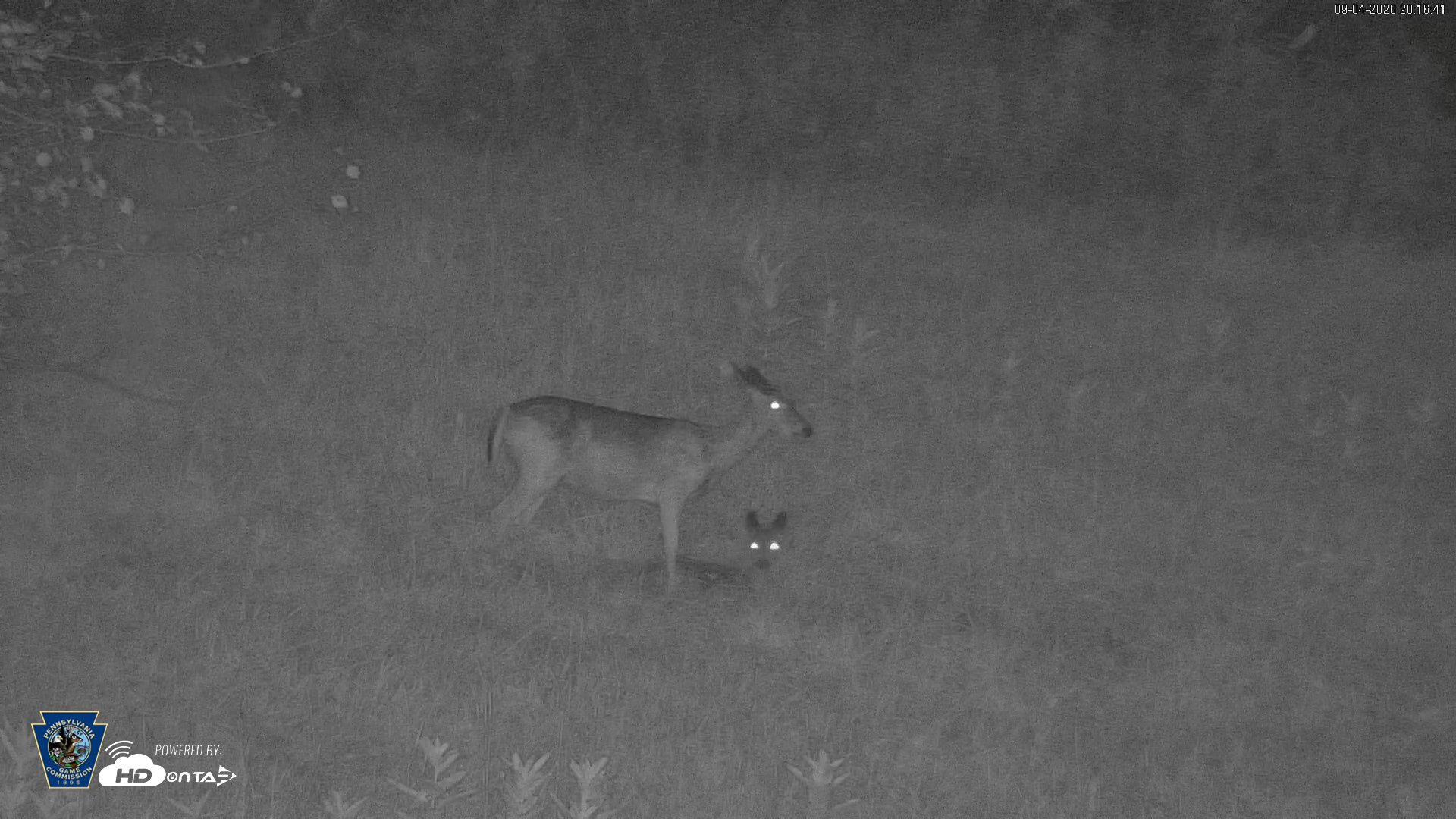 Snapshot of Pennsylvania Elk Live Webcam taken Sep 4, 2026, 8:19pm EDT