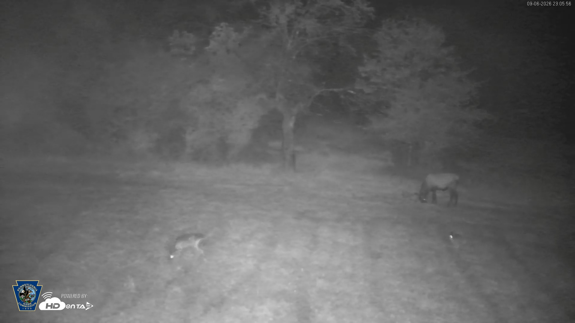 Snapshot of Pennsylvania Elk Live Webcam taken Sep 6, 2026, 11:06pm EDT
