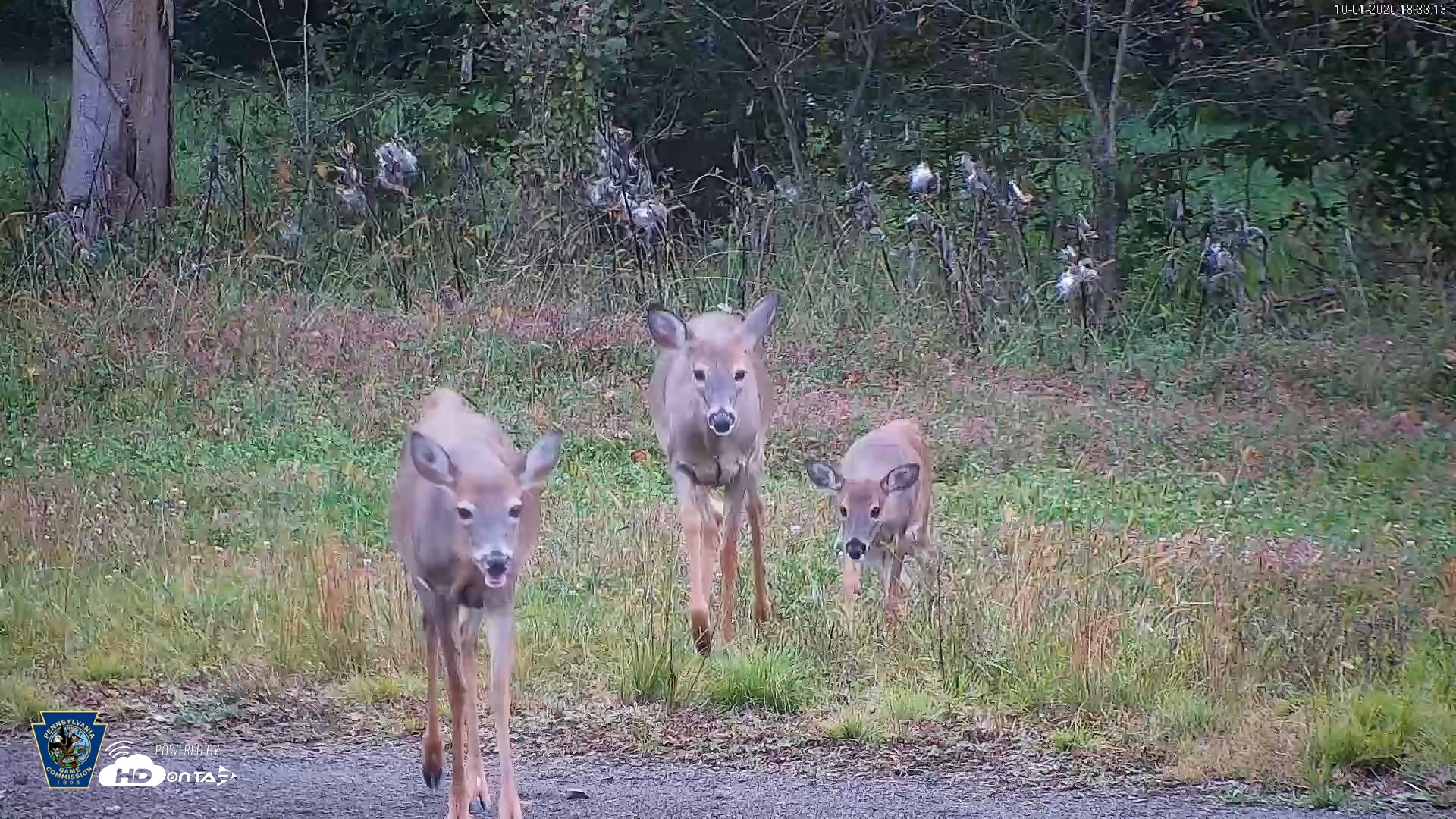Snapshot of Pennsylvania Elk Live Webcam taken Oct 1, 2026, 6:34pm EDT