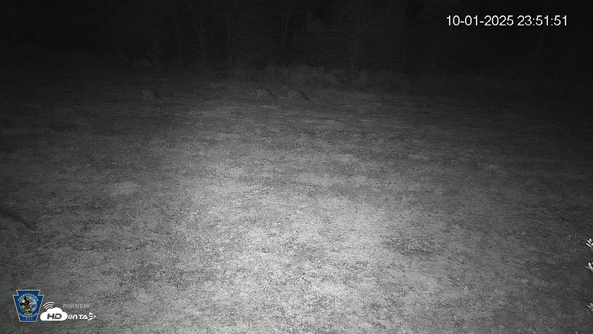 Snapshot of Pennsylvania Elk Live Webcam taken Oct 1, 2025, 11:52pm EDT