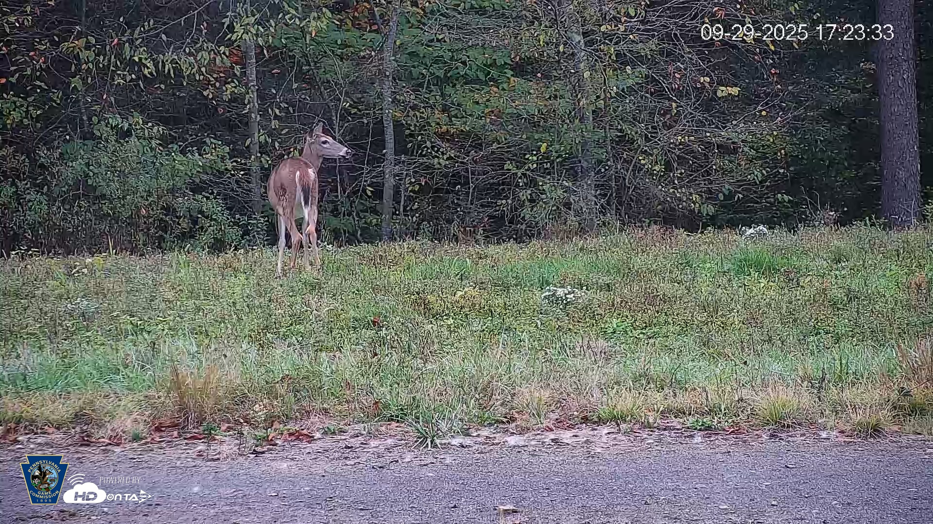 Snapshot of Pennsylvania Elk Live Webcam taken Sep 29, 2025, 5:24pm EDT