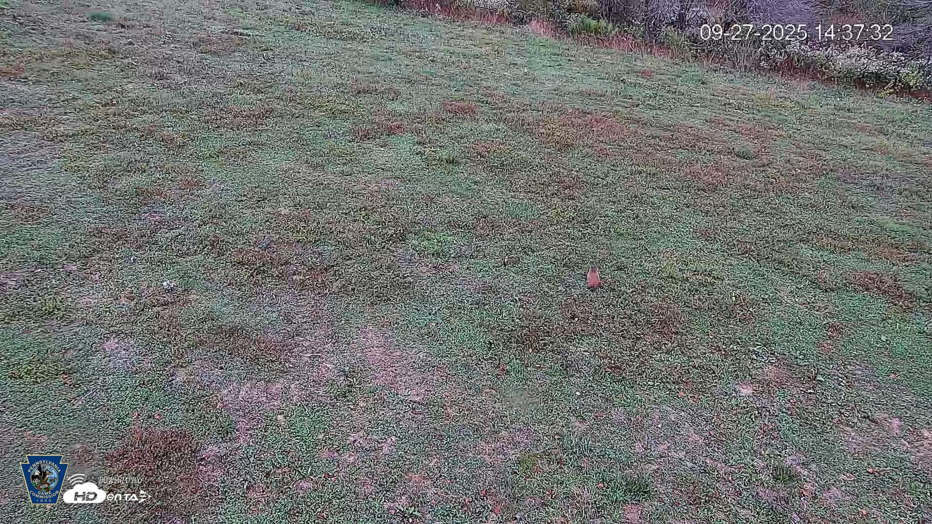 Snapshot of Pennsylvania Elk Live Webcam taken Sep 27, 2025, 2:38pm EDT