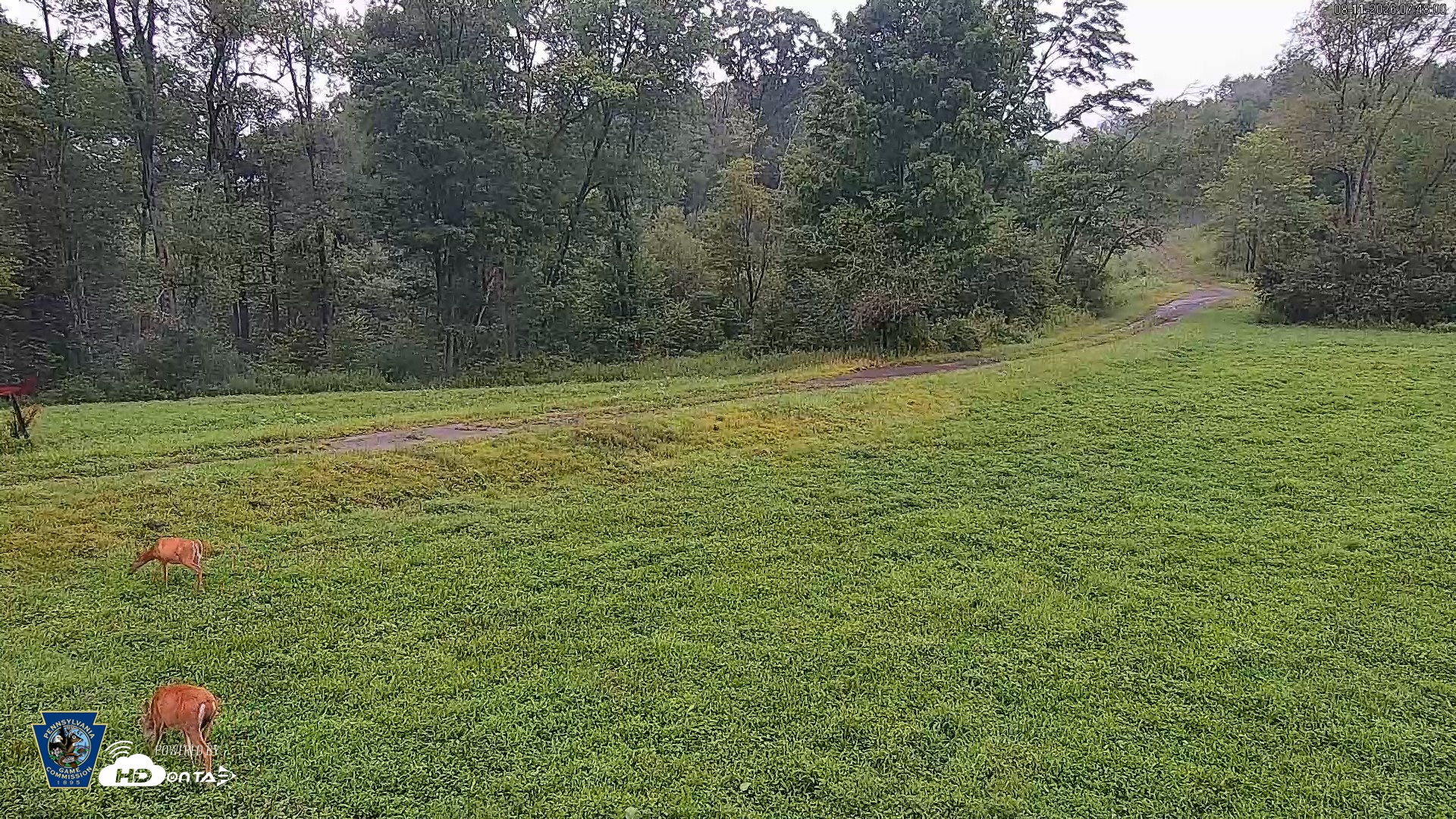 Snapshot of Pennsylvania Elk Live Webcam taken Aug 11, 2026, 7:48am EDT