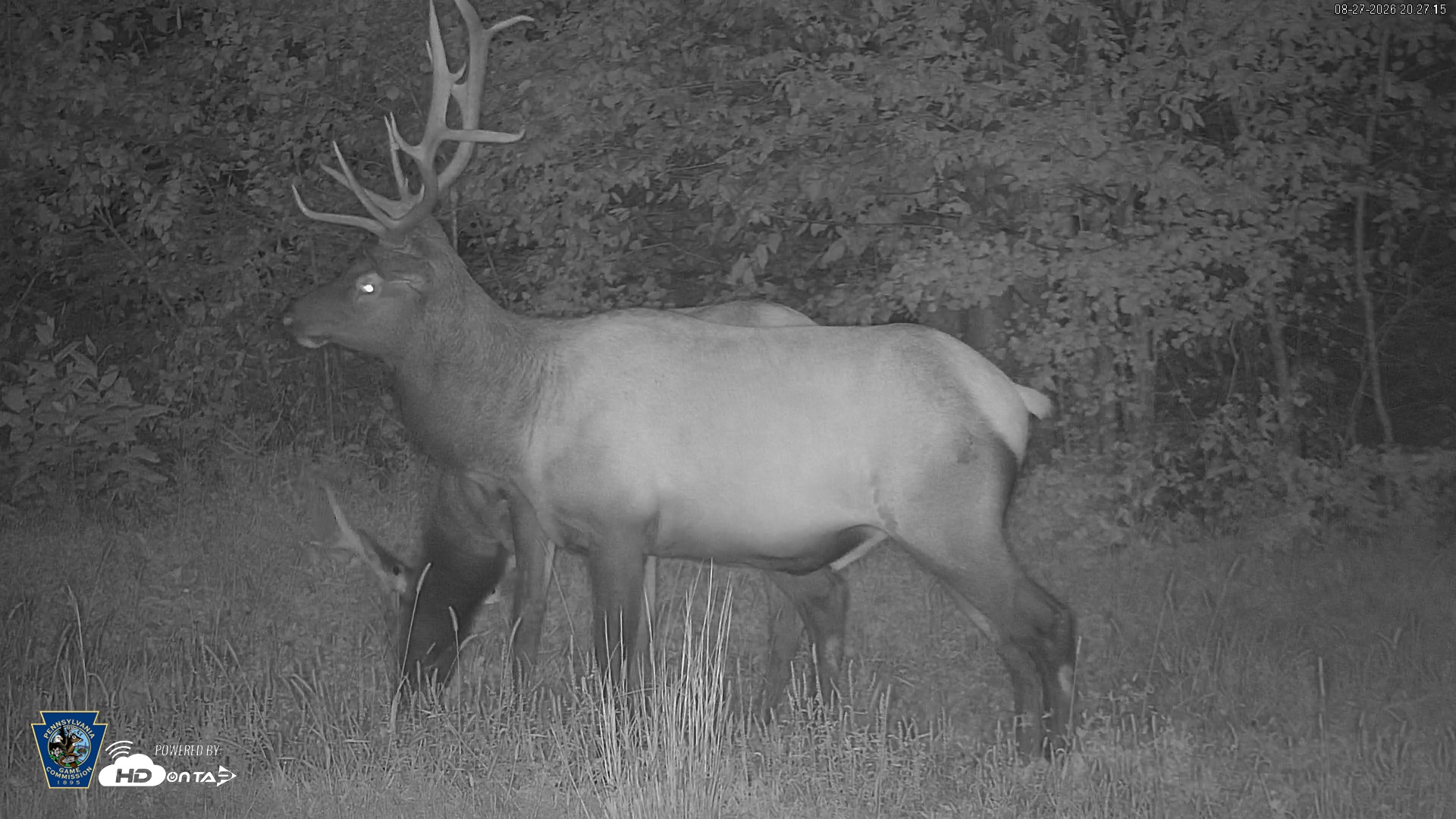 Snapshot of Pennsylvania Elk Live Webcam taken Aug 27, 2026, 8:28pm EDT
