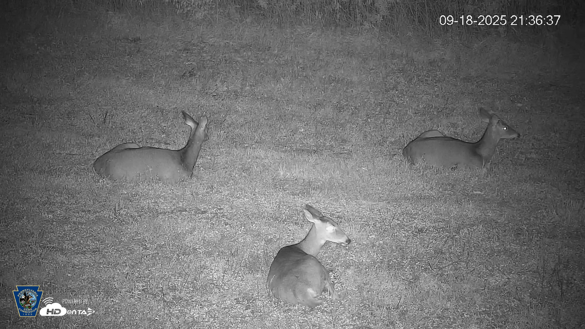 Snapshot of Pennsylvania Elk Live Webcam taken Sep 18, 2025, 9:37pm EDT