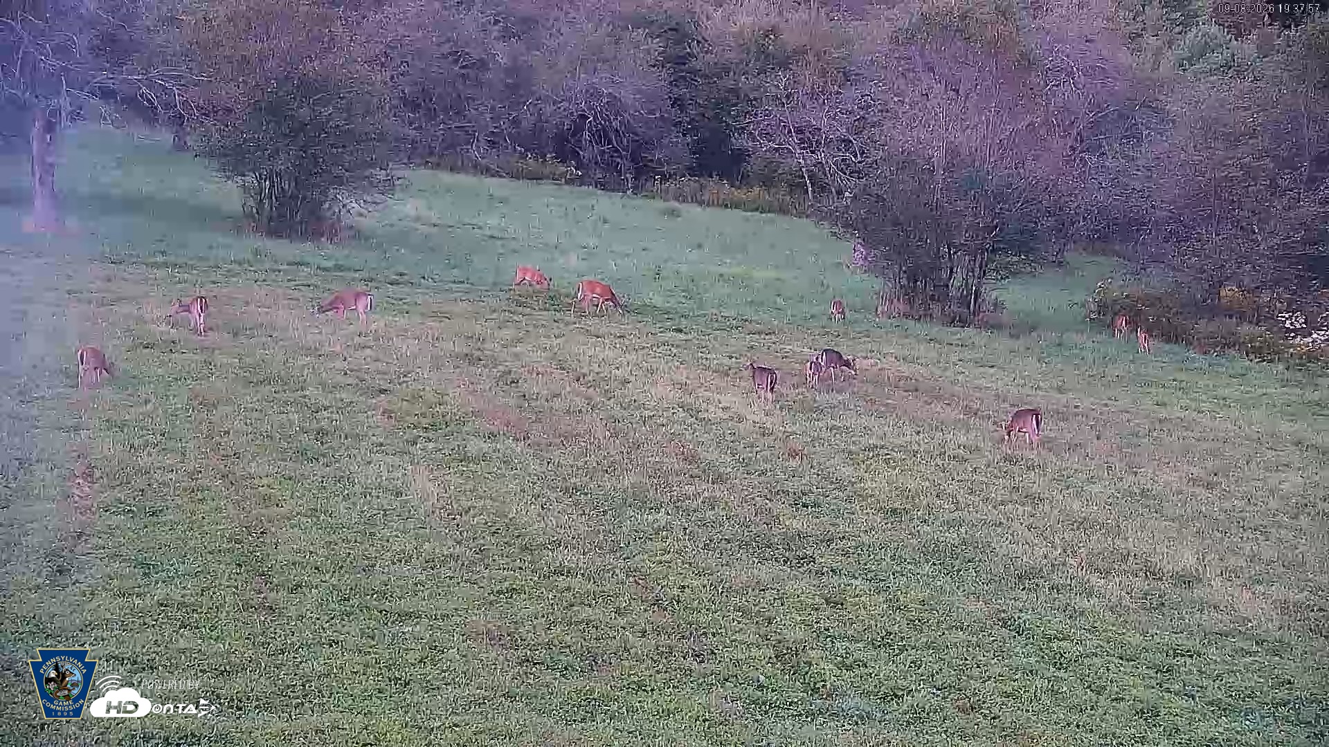Snapshot of Pennsylvania Elk Live Webcam taken Sep 8, 2026, 7:38pm EDT