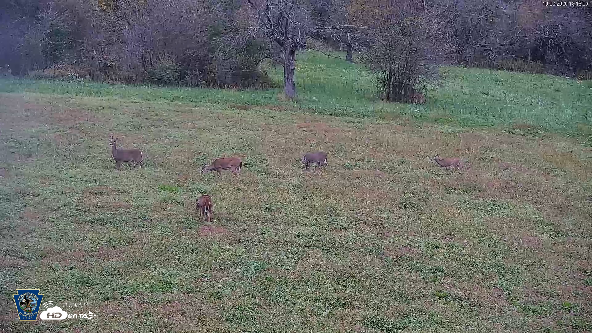 Snapshot of Pennsylvania Elk Live Webcam taken Oct 2, 2026, 6:18pm EDT