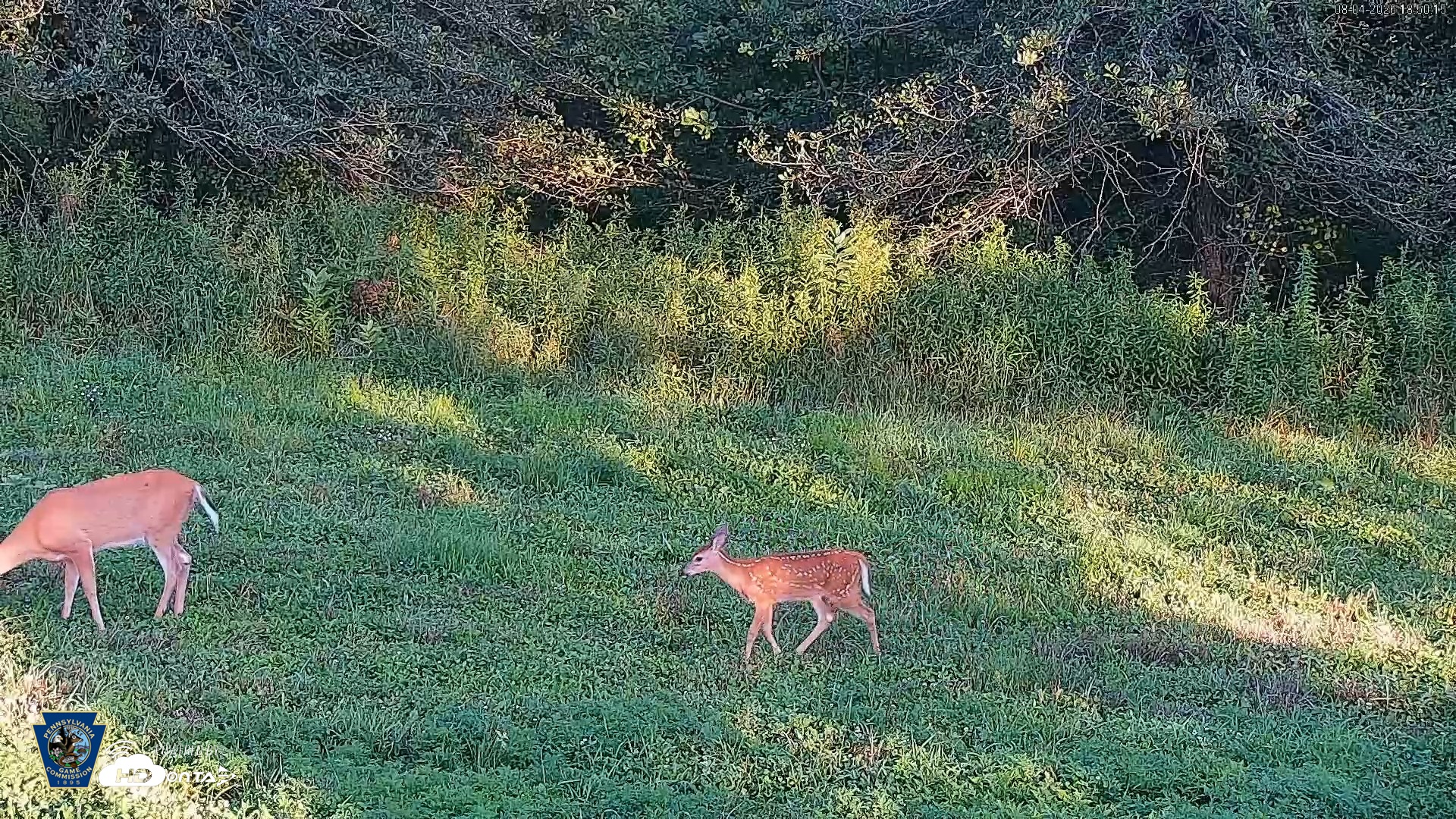 Snapshot of Pennsylvania Elk Live Webcam taken Aug 4, 2026, 6:51pm EDT
