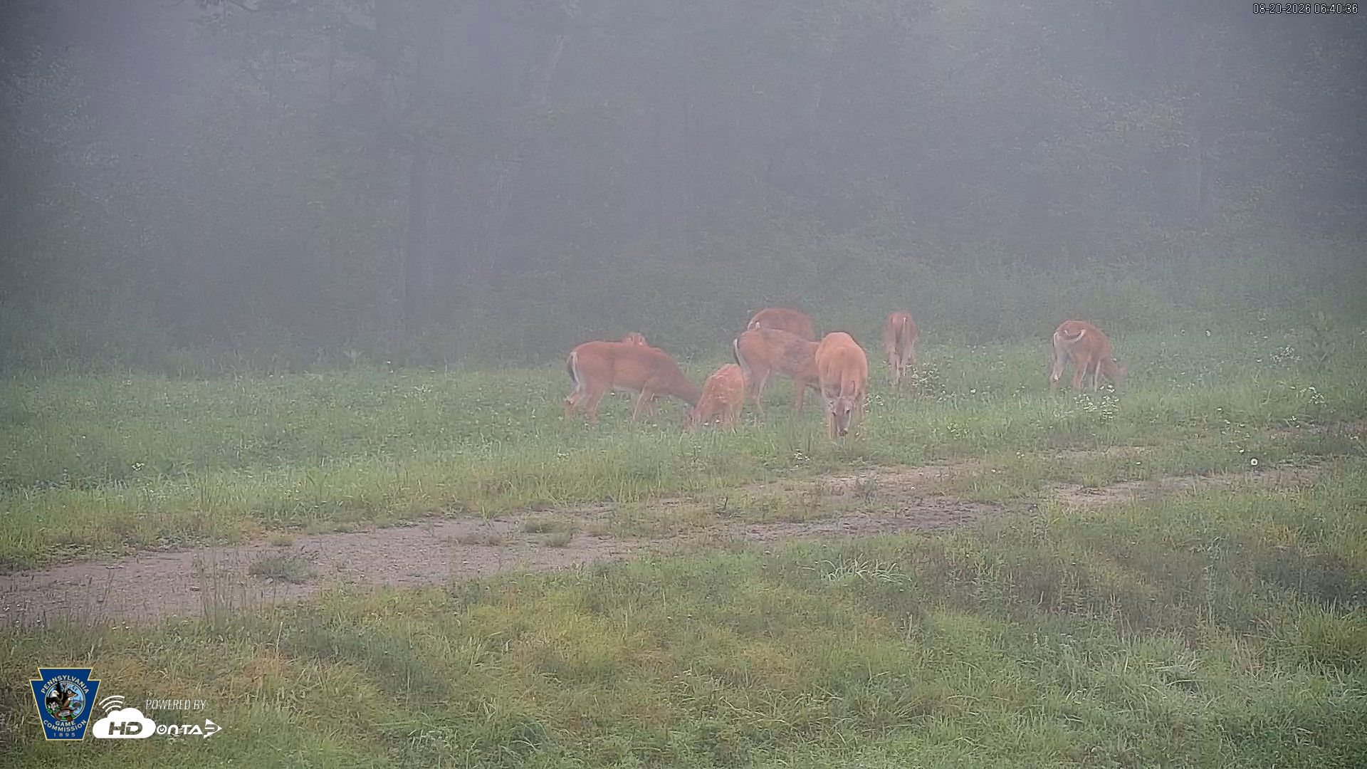Snapshot of Pennsylvania Elk Live Webcam taken Aug 20, 2026, 6:41am EDT