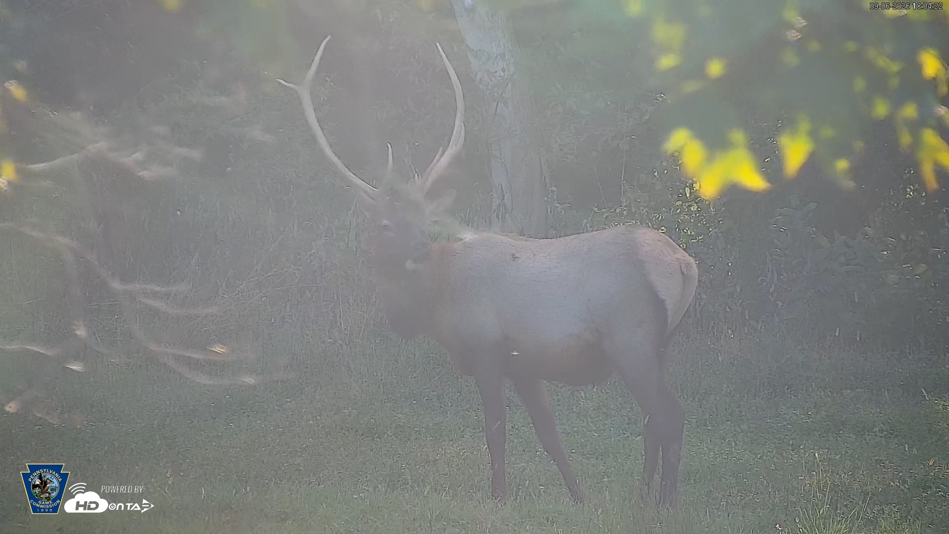 Snapshot of Pennsylvania Elk Live Webcam taken Sep 6, 2026, 6:05pm EDT
