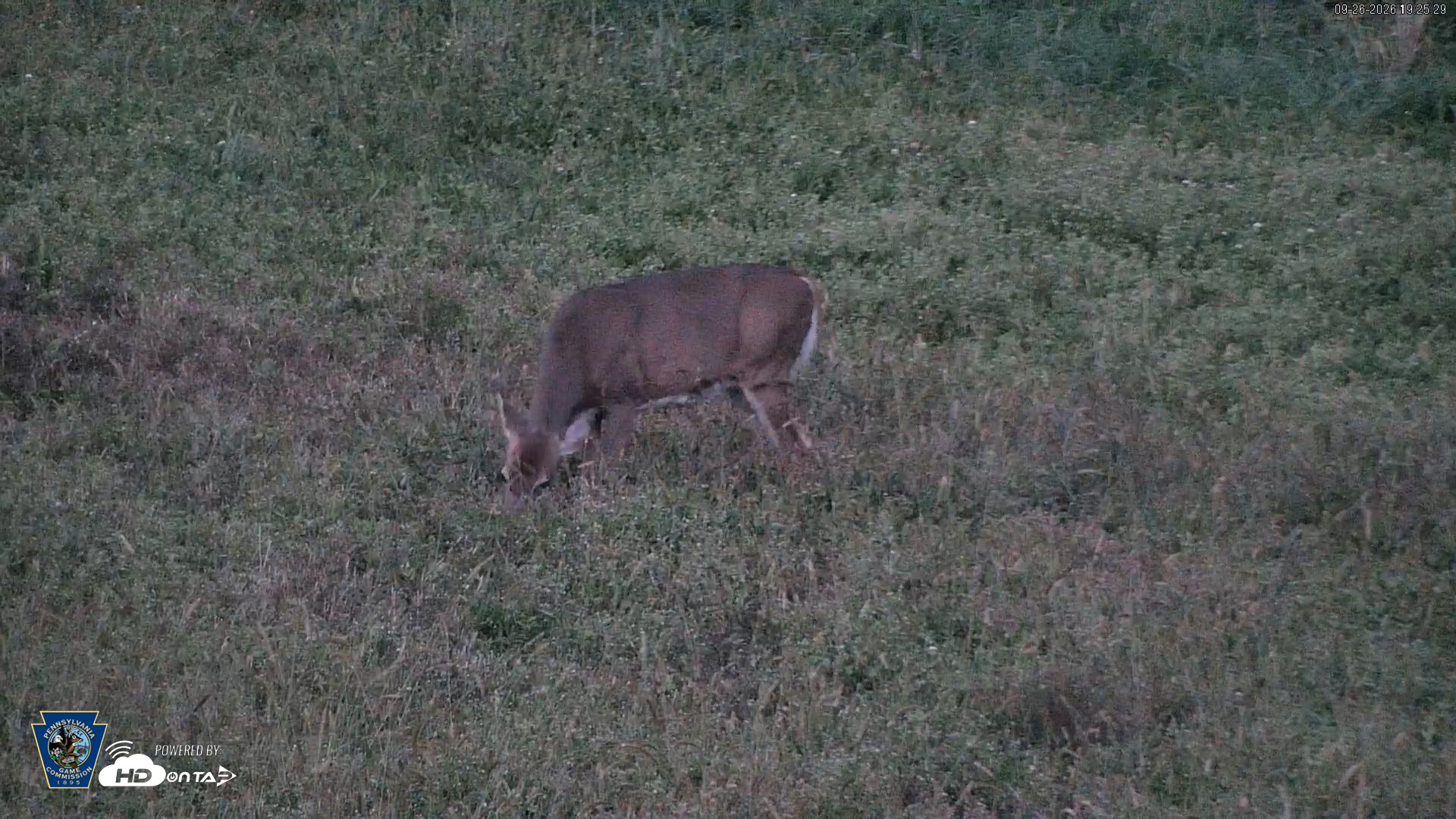 Snapshot of Pennsylvania Elk Live Webcam taken Sep 26, 2026, 7:26pm EDT