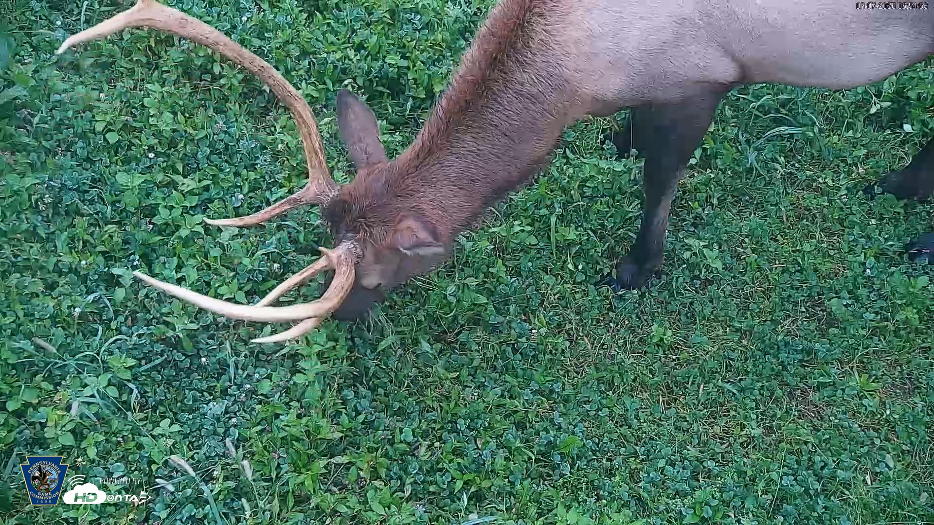 Snapshot of Pennsylvania Elk Live Webcam taken Sep 7, 2026, 6:55am EDT