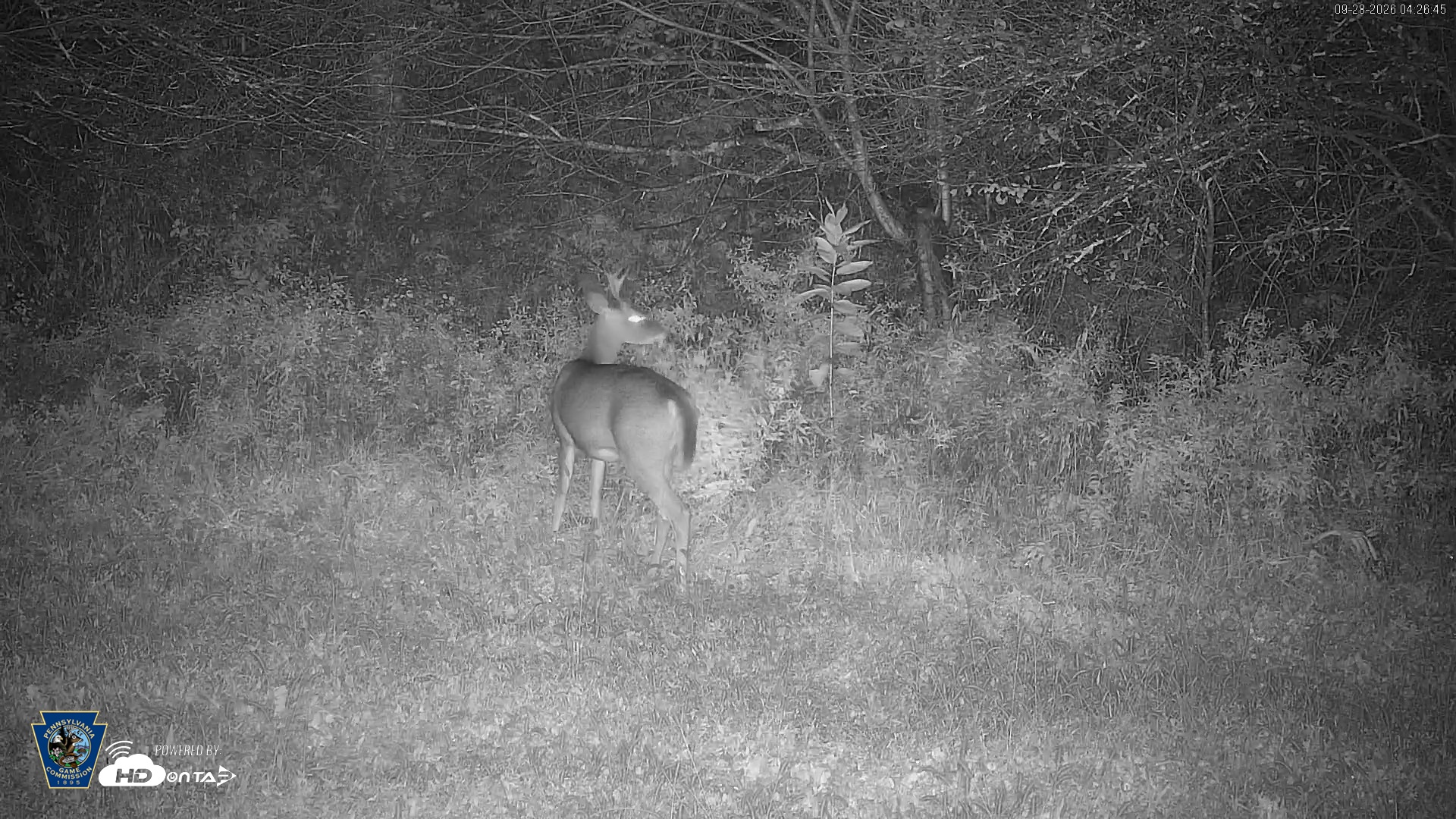Snapshot of Pennsylvania Elk Live Webcam taken Sep 28, 2026, 4:27am EDT
