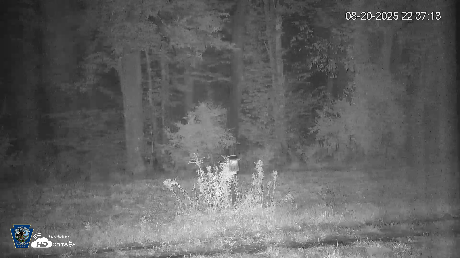 Snapshot of Pennsylvania Elk Live Webcam taken Aug 20, 2025, 10:38pm EDT
