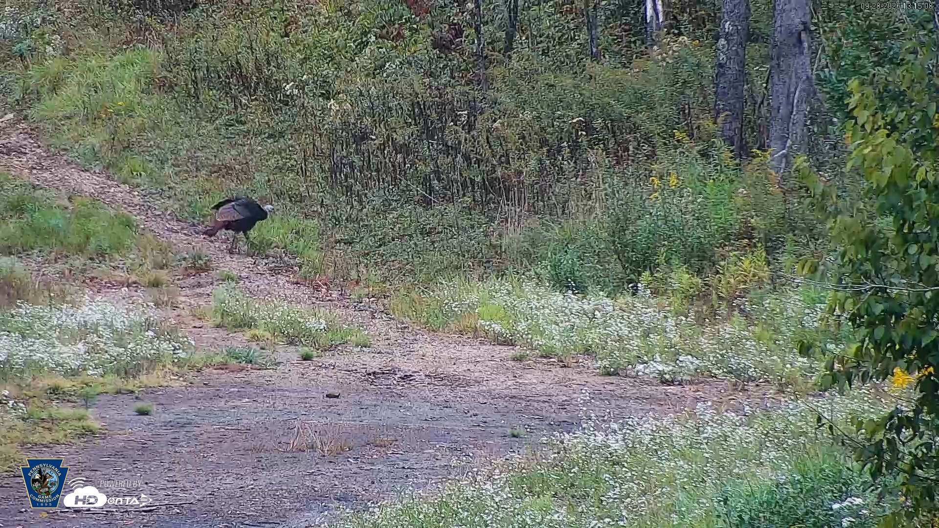 Snapshot of Pennsylvania Elk Live Webcam taken Sep 28, 2026, 1:15pm EDT