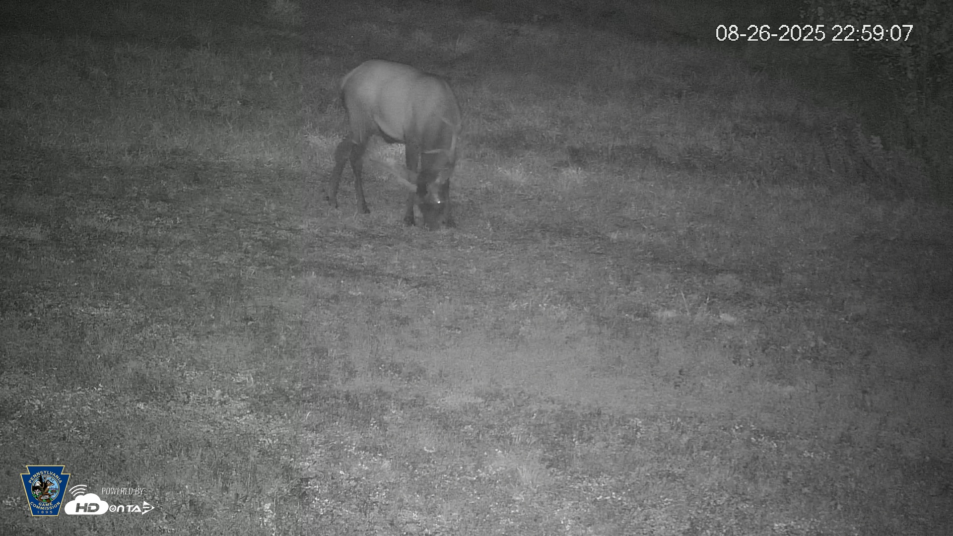 Snapshot of Pennsylvania Elk Live Webcam taken Aug 26, 2025, 11:00pm EDT