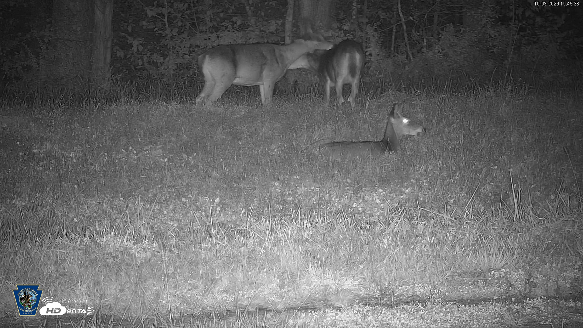 Snapshot of Pennsylvania Elk Live Webcam taken Oct 3, 2026, 7:50pm EDT