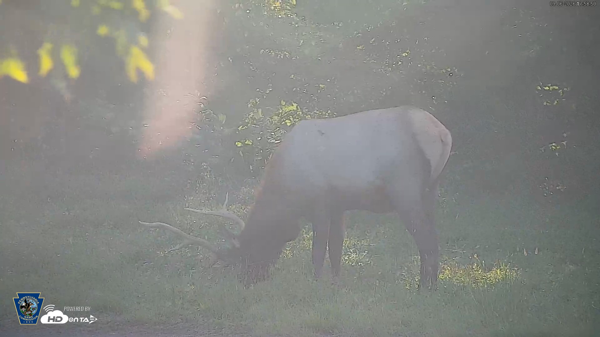 Snapshot of Pennsylvania Elk Live Webcam taken Sep 6, 2026, 5:59pm EDT
