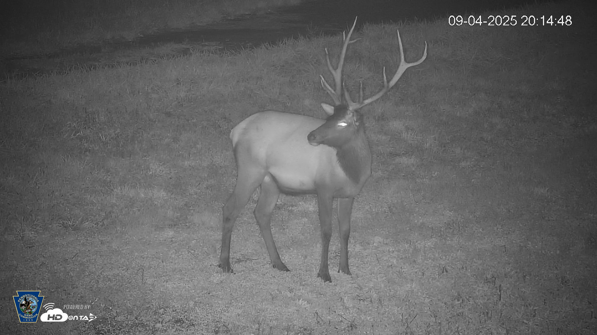 Snapshot of Pennsylvania Elk Live Webcam taken Sep 4, 2025, 8:15pm EDT