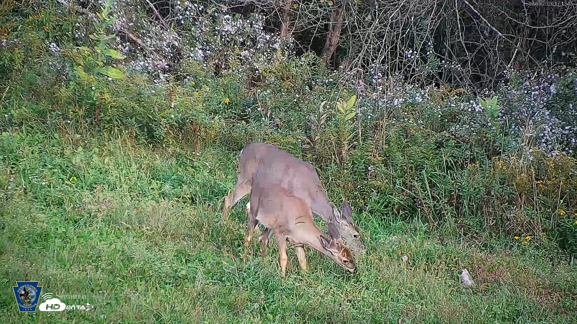 Snapshot of Pennsylvania Elk Live Webcam taken Sep 30, 2026, 5:14pm EDT