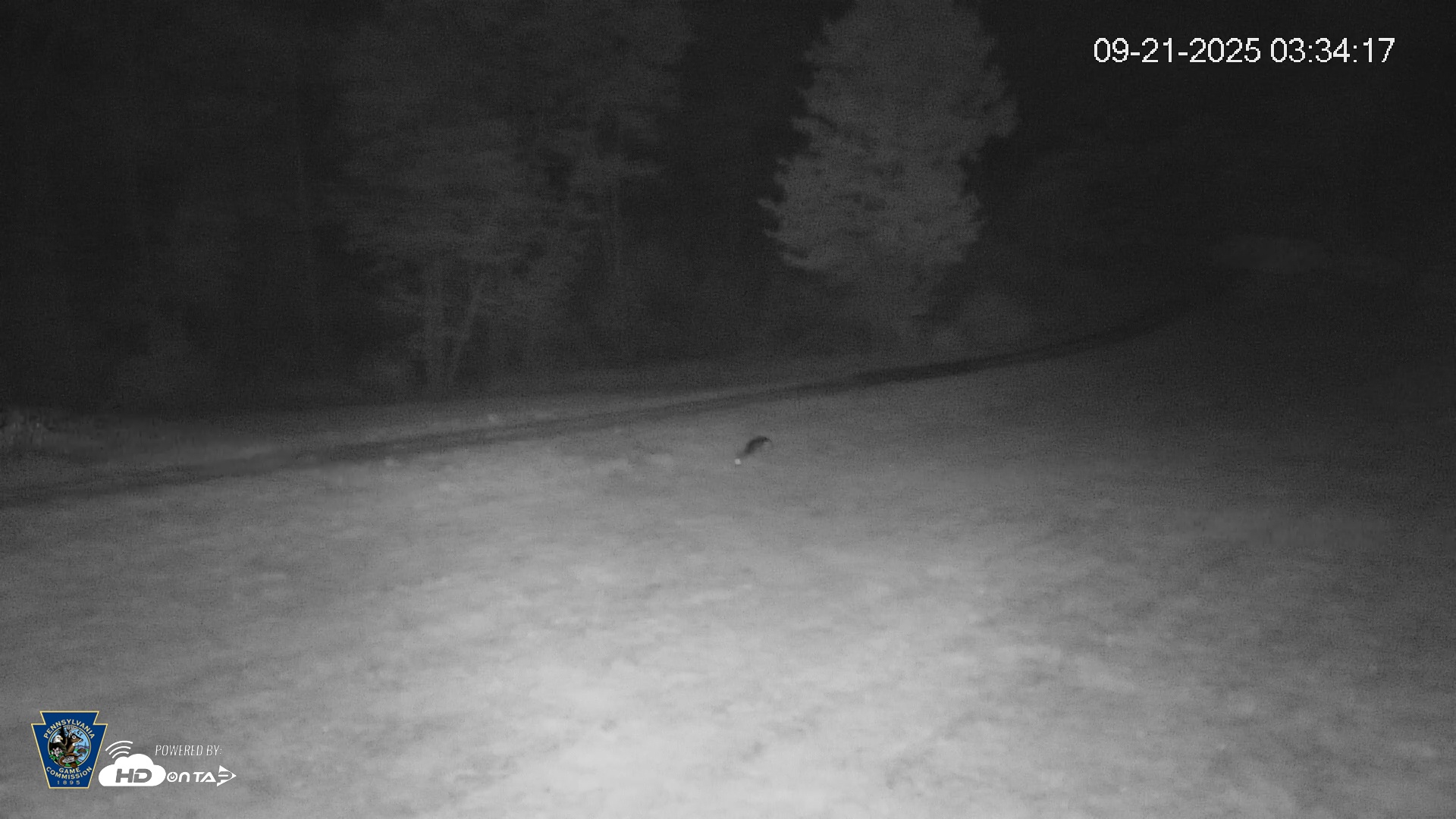 Snapshot of Pennsylvania Elk Live Webcam taken Sep 21, 2025, 3:34am EDT