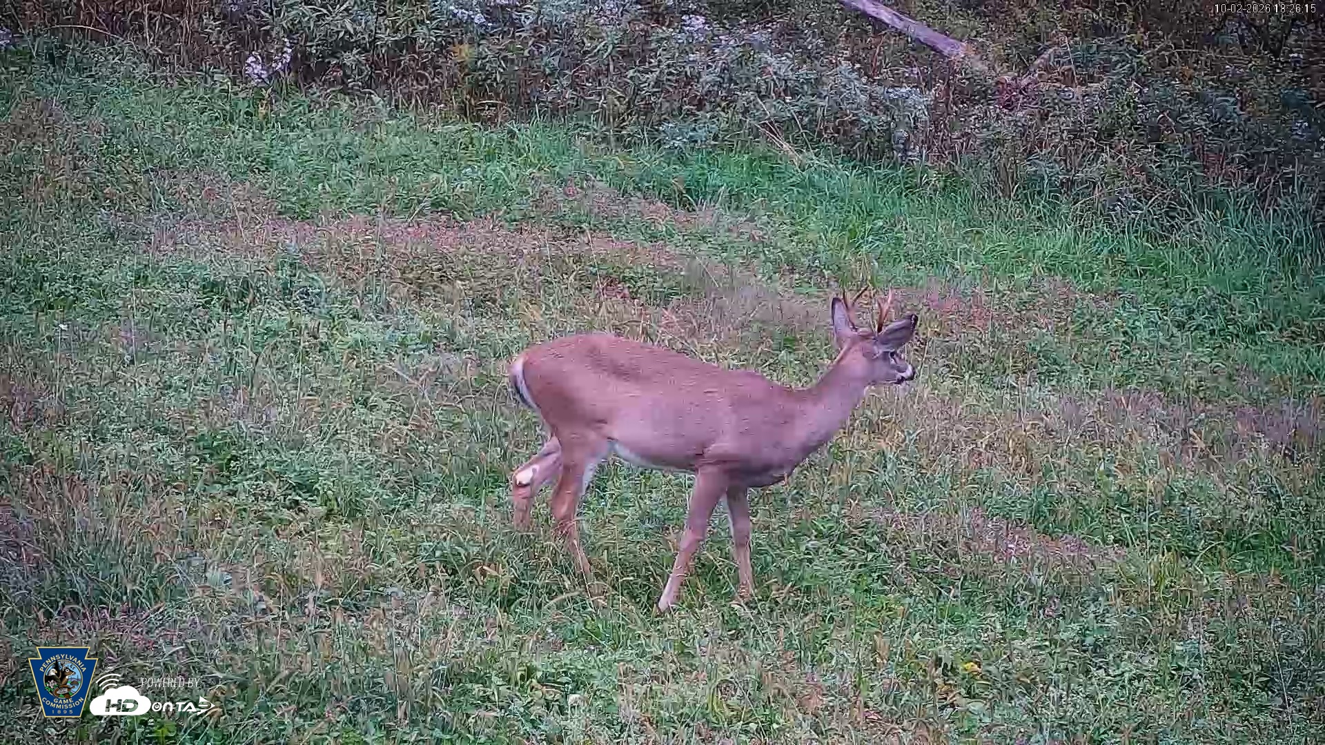 Snapshot of Pennsylvania Elk Live Webcam taken Oct 2, 2026, 6:27pm EDT