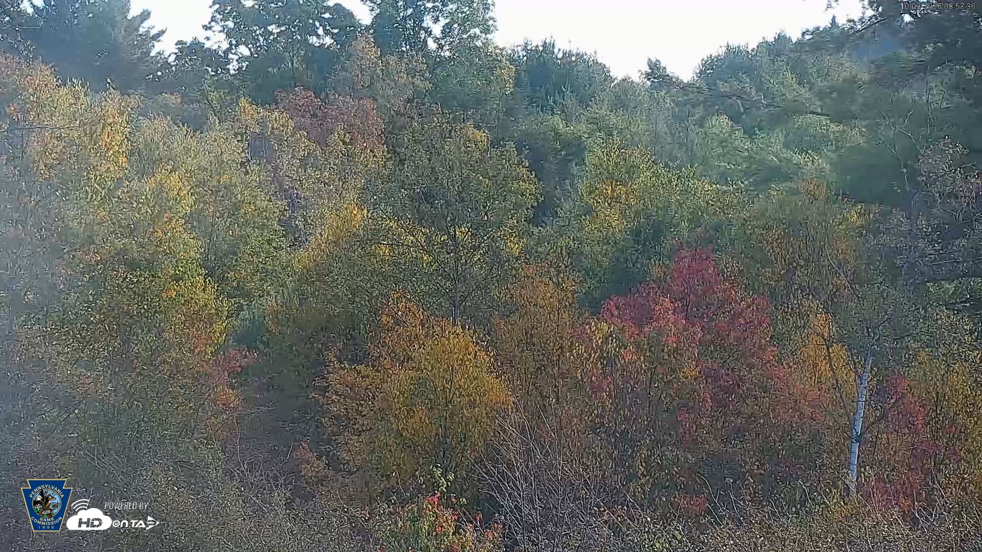 Snapshot of Pennsylvania Elk Live Webcam taken Oct 3, 2026, 8:58am EDT