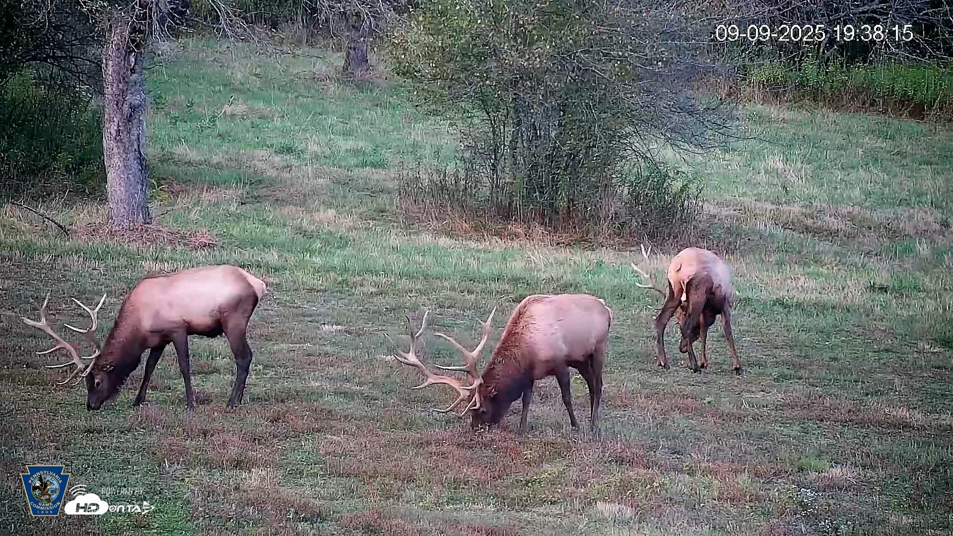 Snapshot of Pennsylvania Elk Live Webcam taken Sep 9, 2025, 7:39pm EDT
