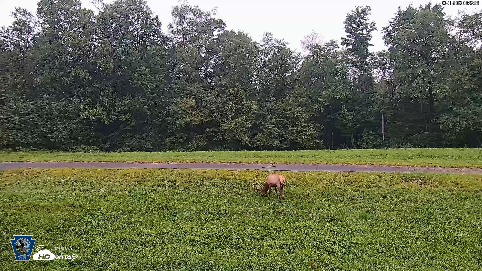 Snapshot of Pennsylvania Elk Live Webcam taken Aug 11, 2026, 6:48am EDT