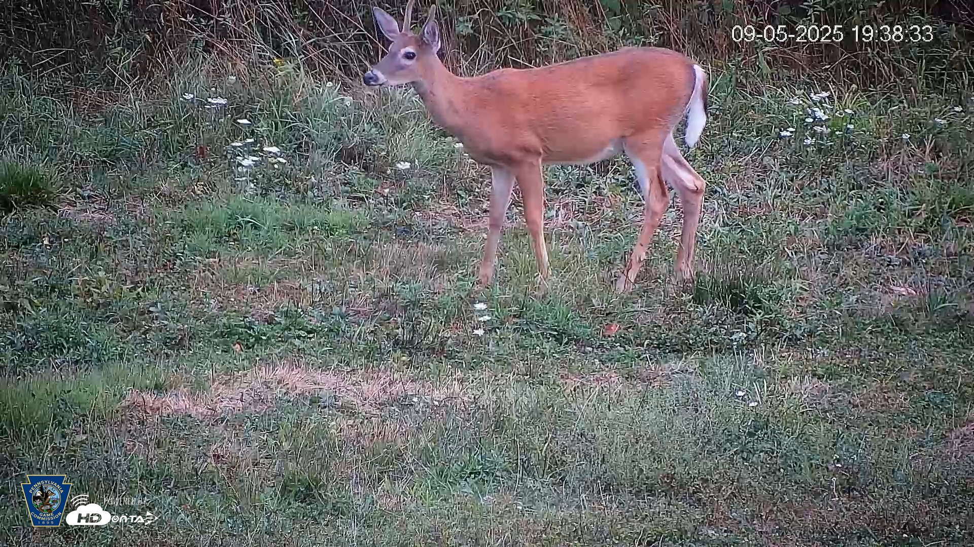 Snapshot of Pennsylvania Elk Live Webcam taken Sep 5, 2025, 7:39pm EDT