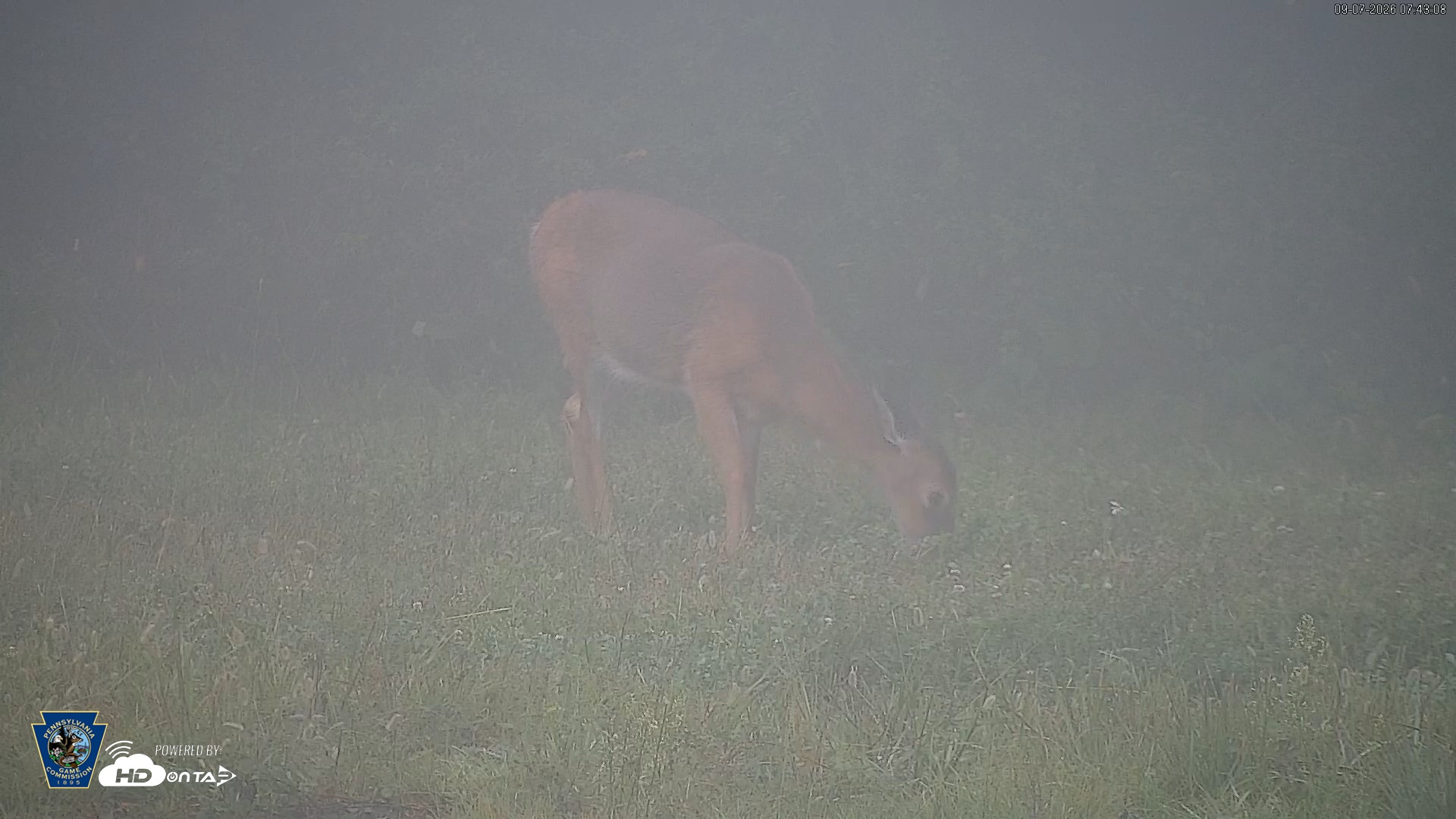 Snapshot of Pennsylvania Elk Live Webcam taken Sep 7, 2026, 7:43am EDT
