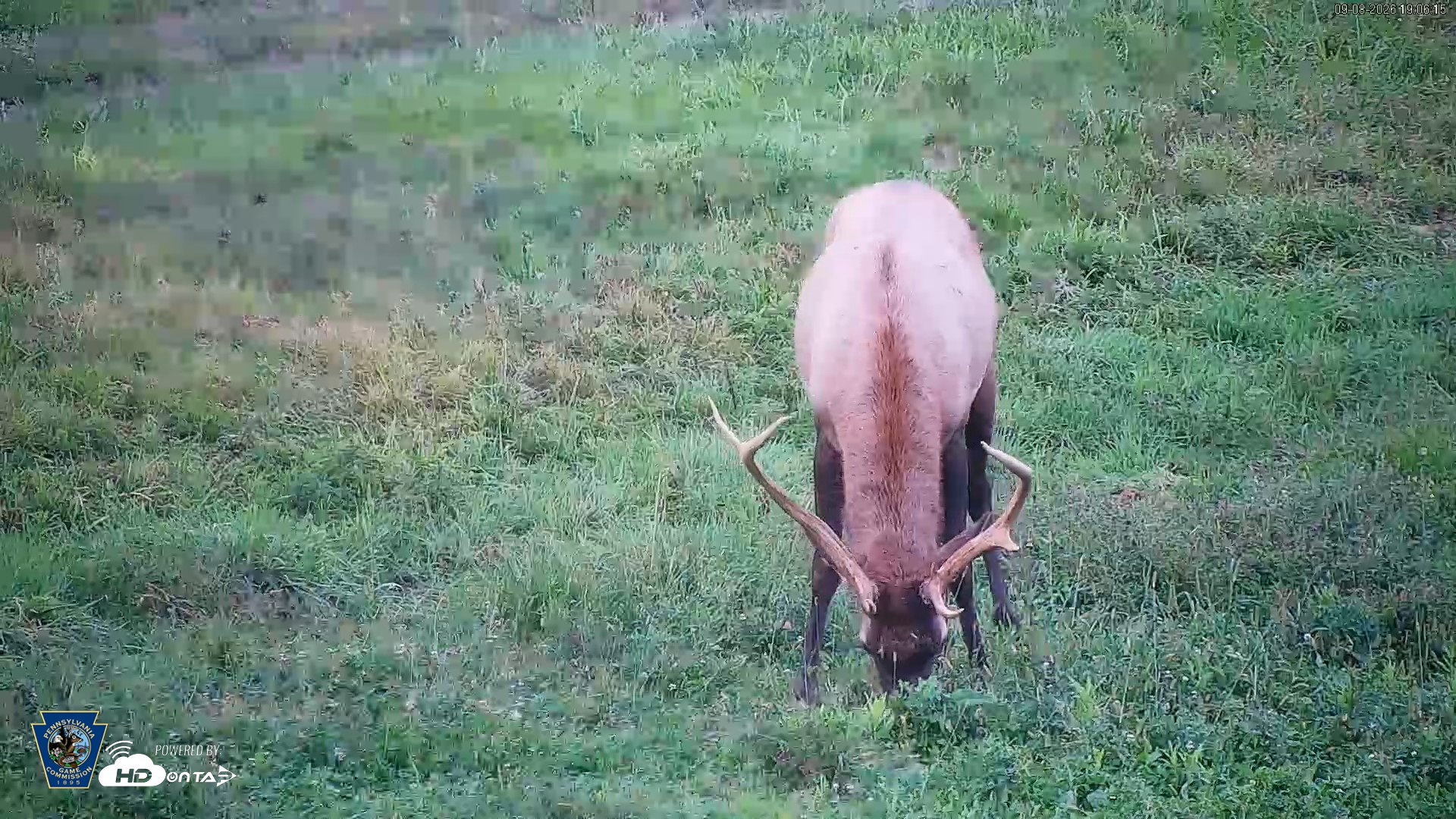 Snapshot of Pennsylvania Elk Live Webcam taken Sep 8, 2026, 7:06pm EDT