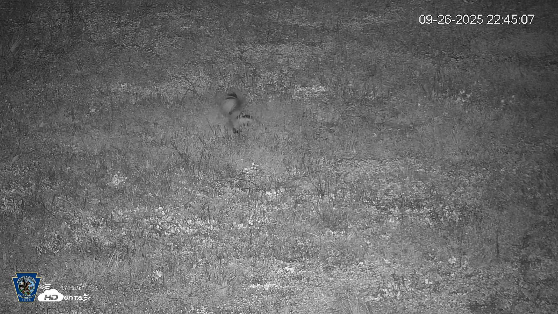 Snapshot of Pennsylvania Elk Live Webcam taken Sep 26, 2025, 10:45pm EDT