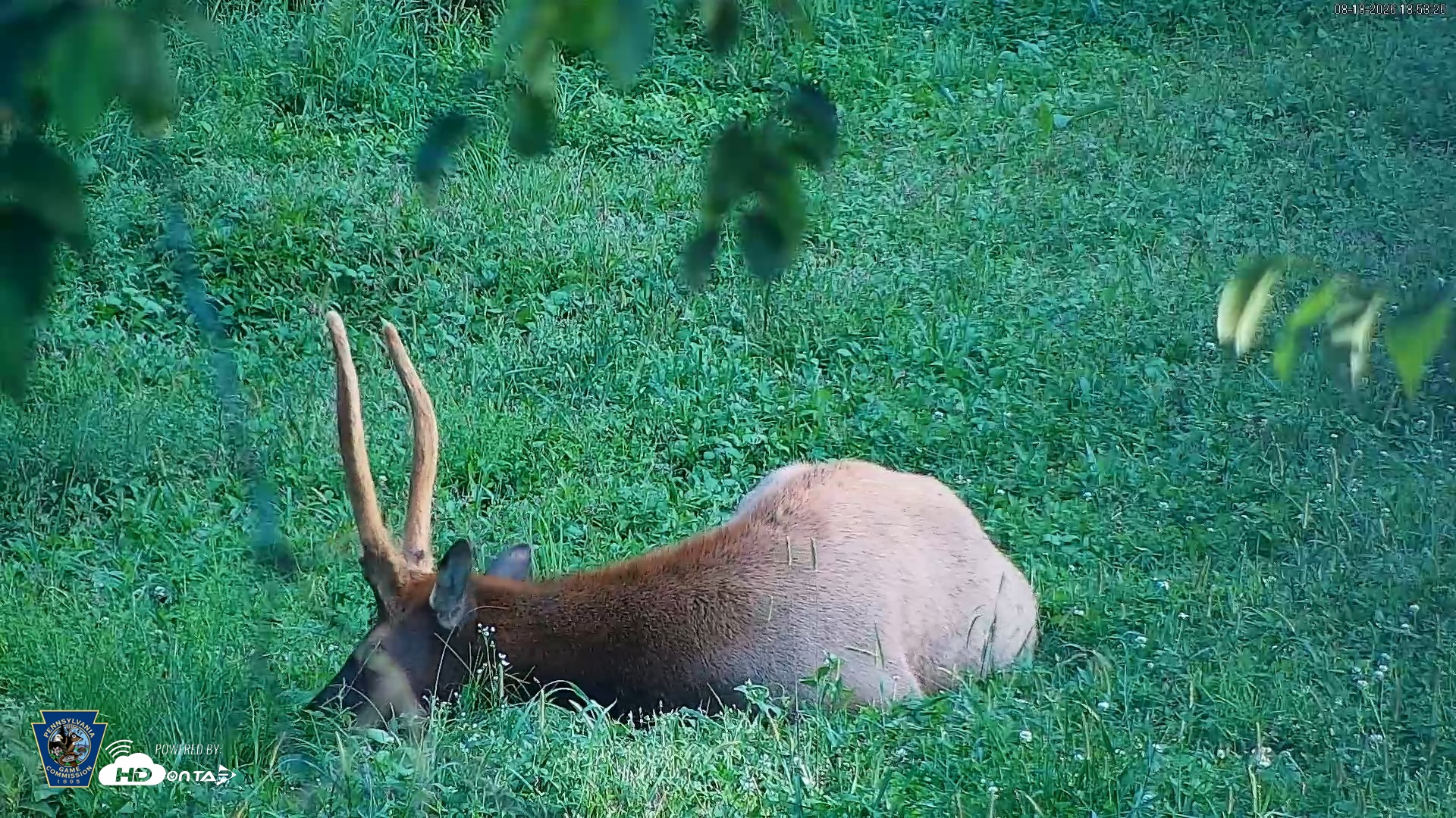 Snapshot of Pennsylvania Elk Live Webcam taken Aug 18, 2026, 6:54pm EDT