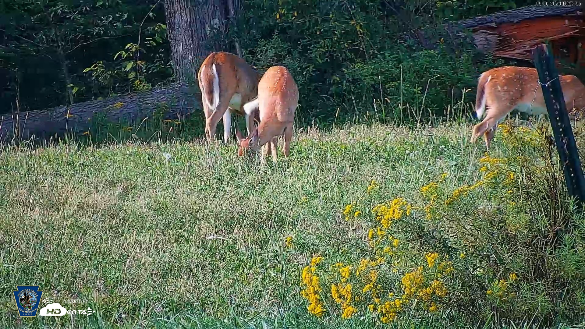 Snapshot of Pennsylvania Elk Live Webcam taken Sep 6, 2026, 4:28pm EDT