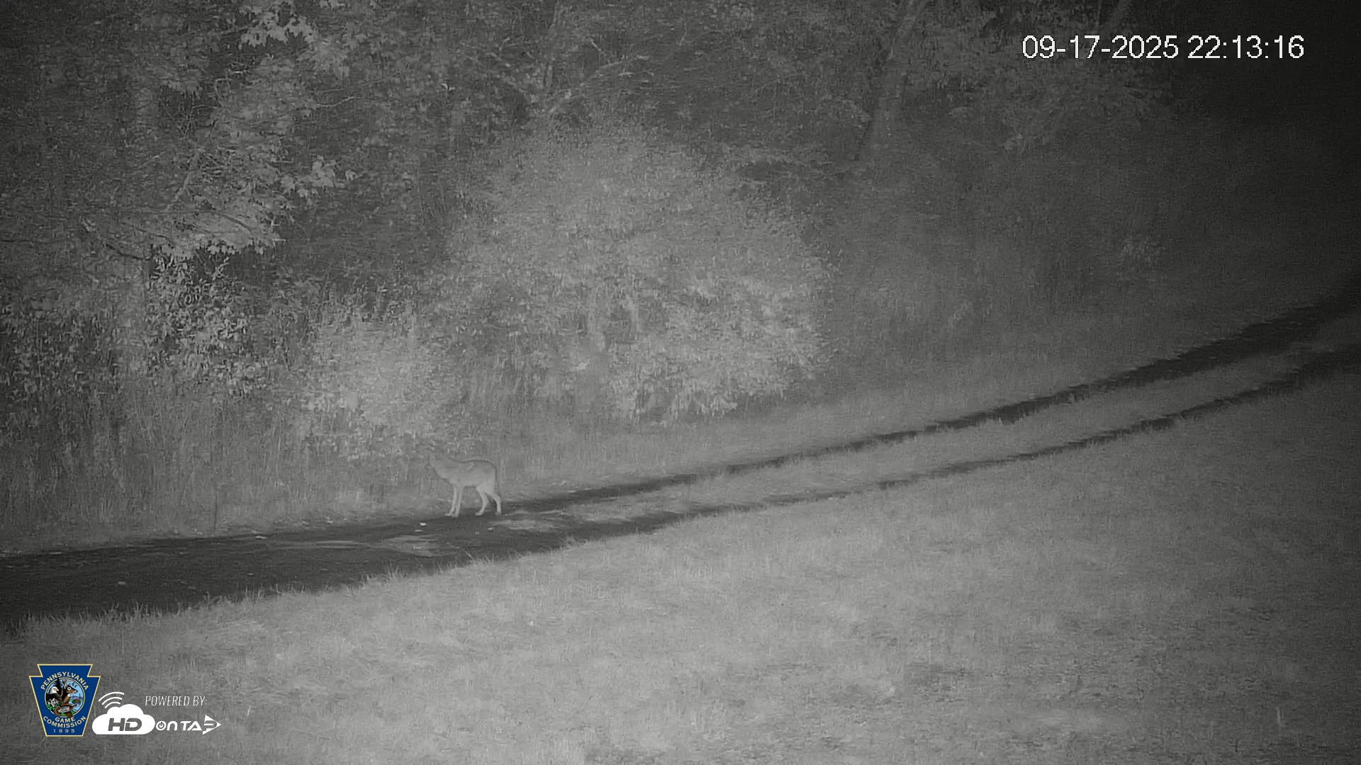 Snapshot of Pennsylvania Elk Live Webcam taken Sep 17, 2025, 10:13pm EDT