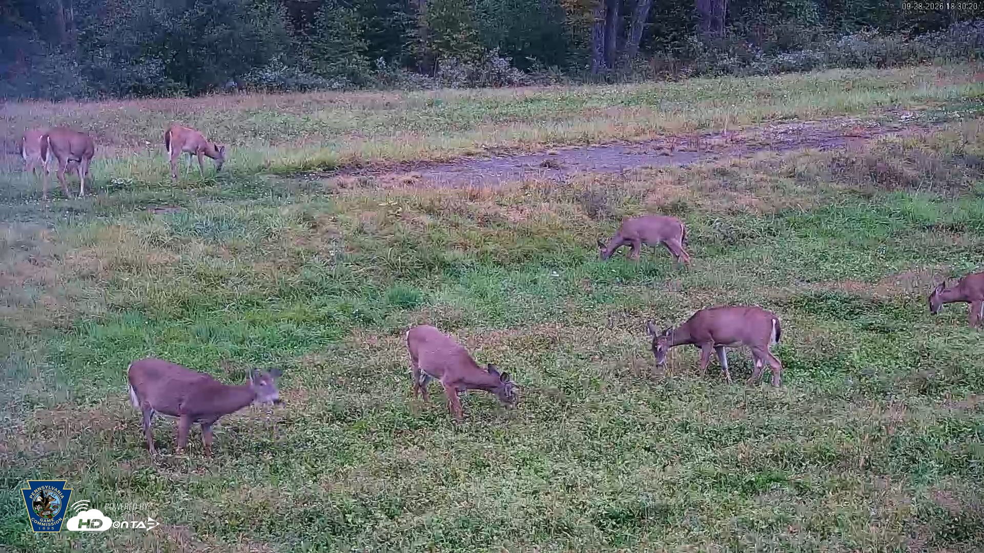 Snapshot of Pennsylvania Elk Live Webcam taken Sep 28, 2026, 6:31pm EDT