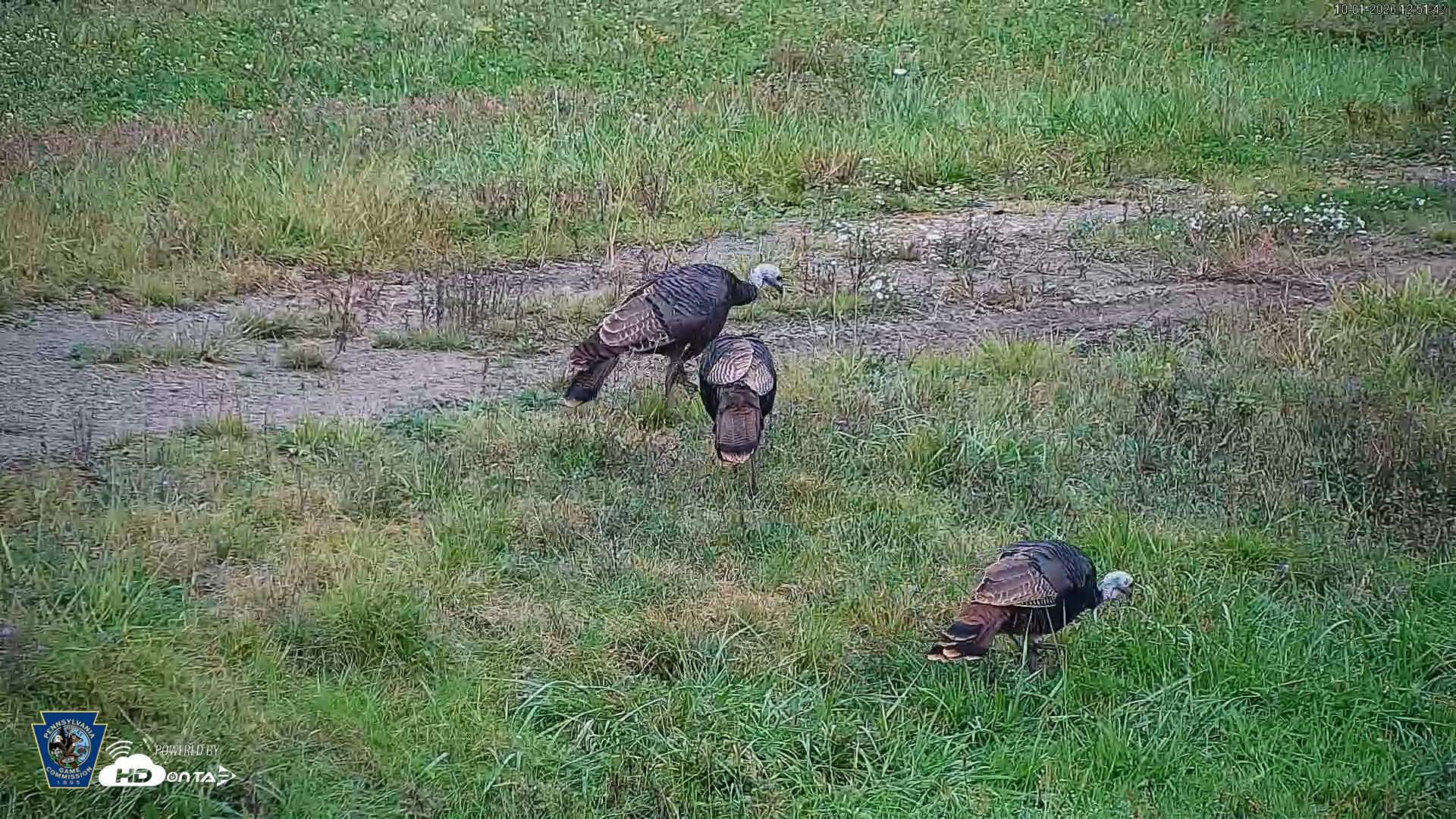 Snapshot of Pennsylvania Elk Live Webcam taken Oct 1, 2026, 12:52pm EDT