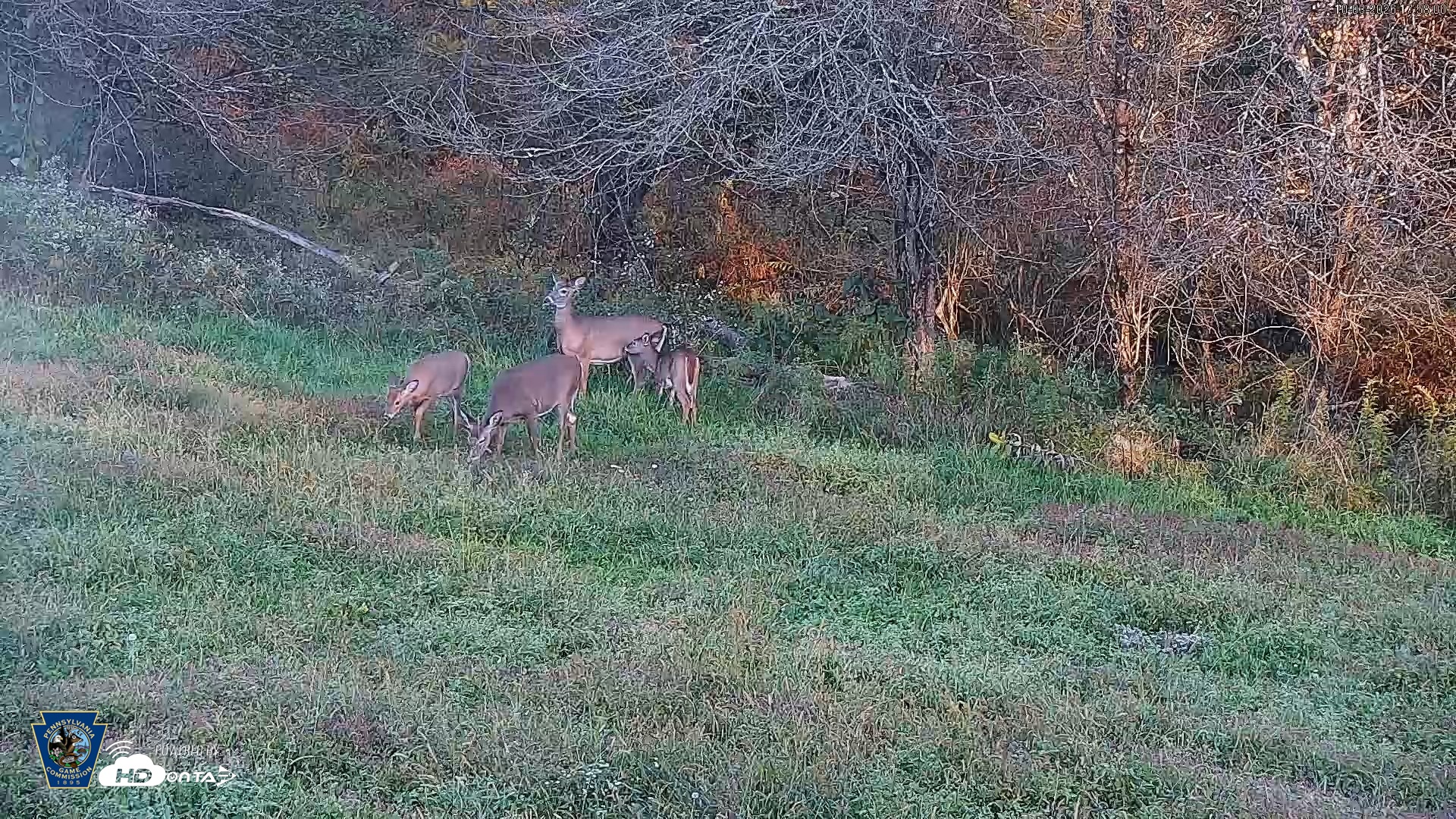 Snapshot of Pennsylvania Elk Live Webcam taken Oct 3, 2026, 5:59pm EDT