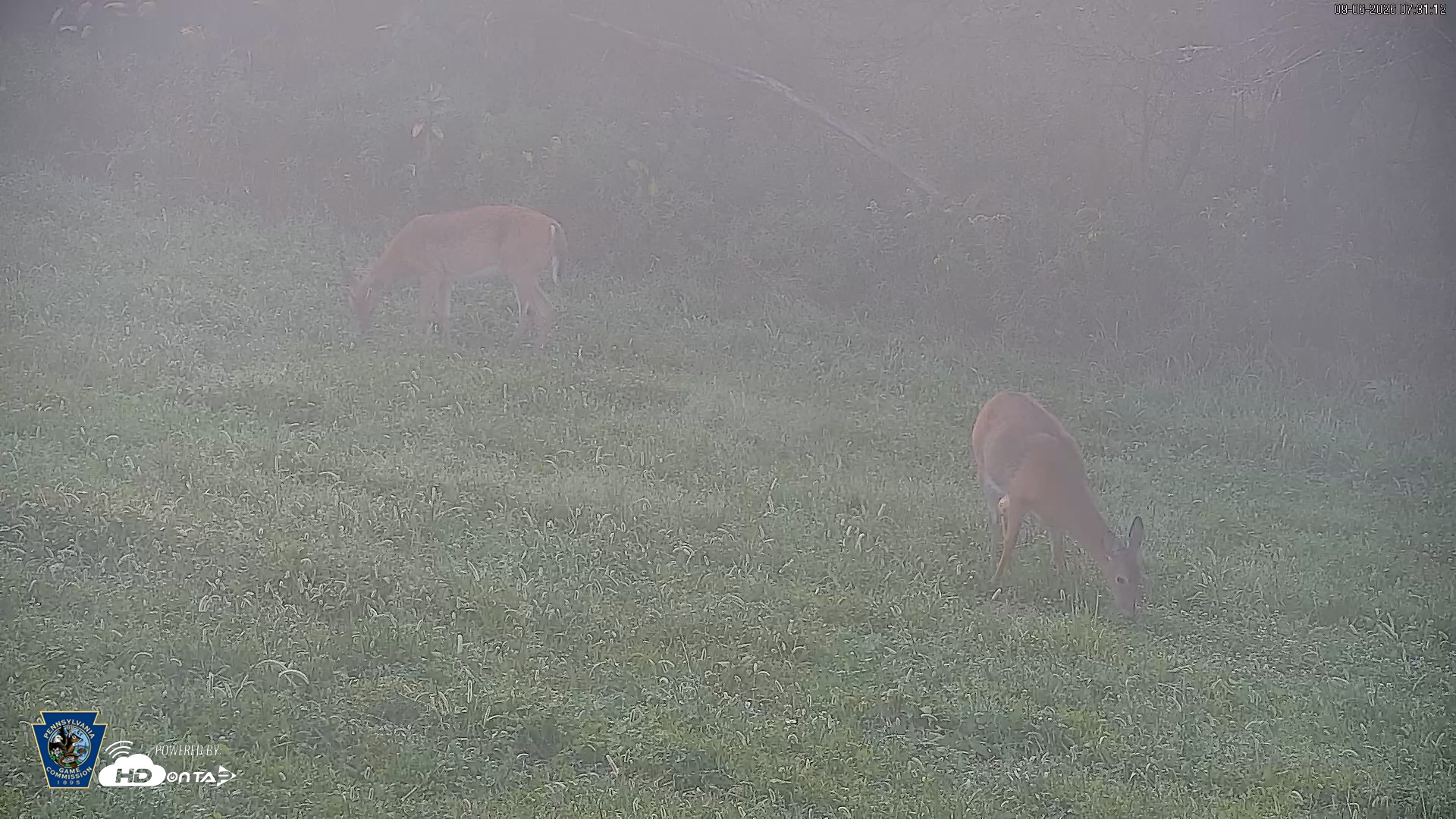 Snapshot of Pennsylvania Elk Live Webcam taken Sep 6, 2026, 7:32am EDT