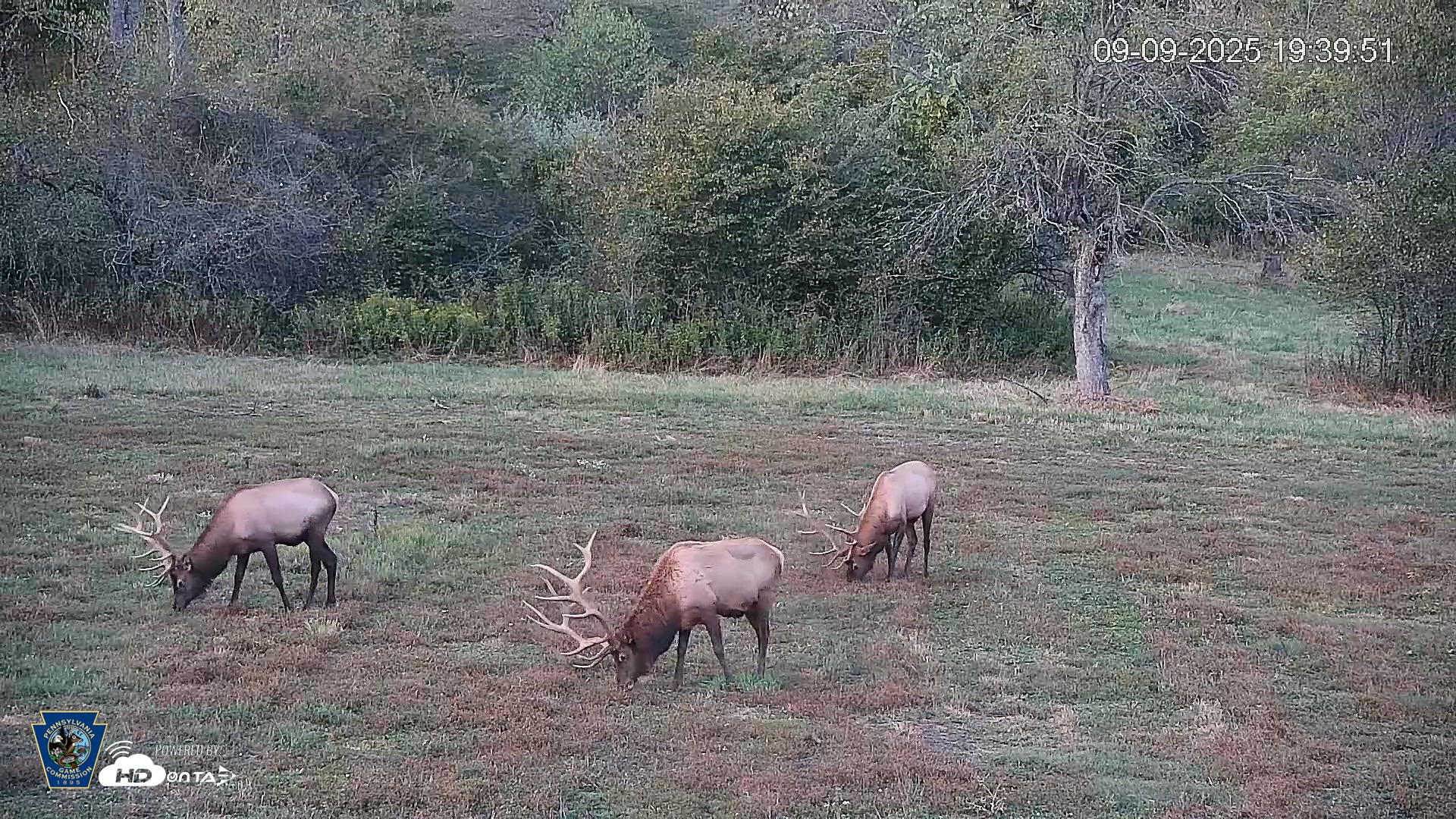 Snapshot of Pennsylvania Elk Live Webcam taken Sep 9, 2025, 7:40pm EDT