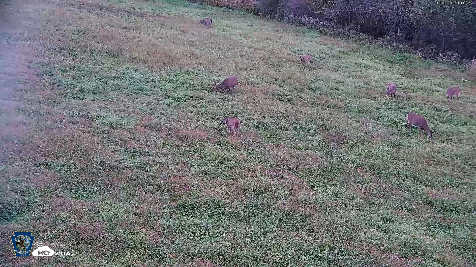 Snapshot of Pennsylvania Elk Live Webcam taken Oct 2, 2026, 6:04pm EDT