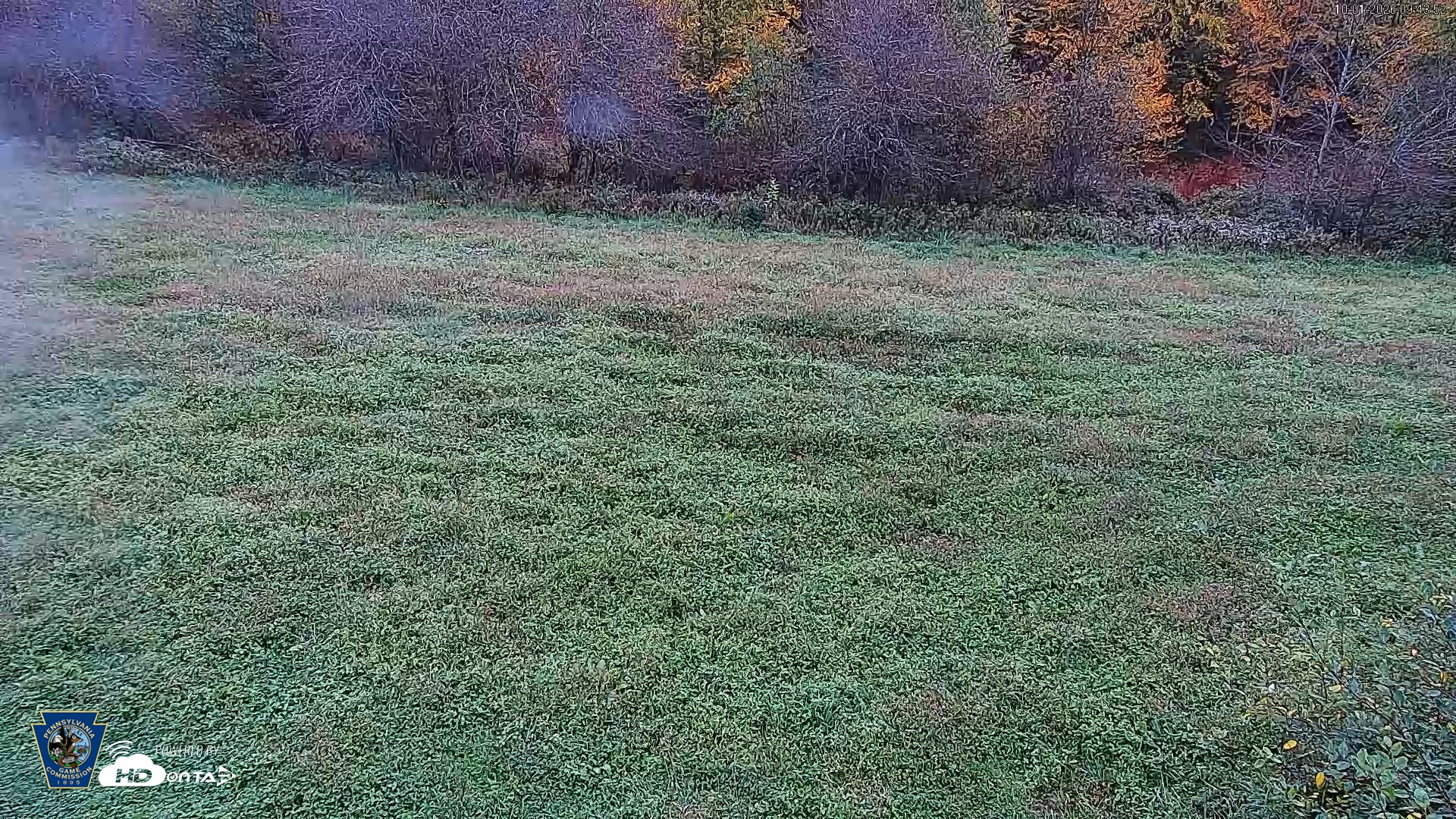Snapshot of Pennsylvania Elk Live Webcam taken Oct 1, 2026, 9:44am EDT