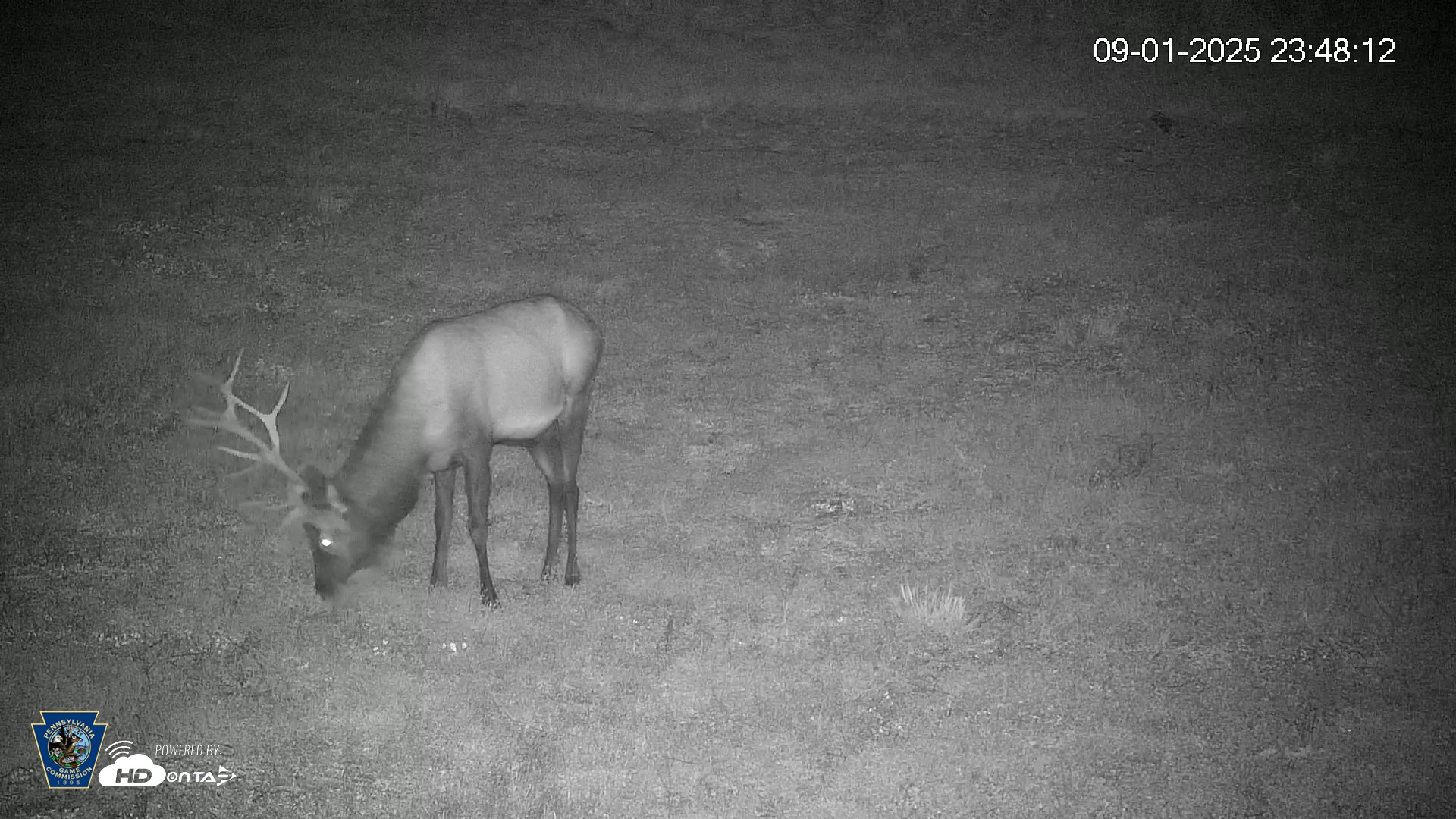 Snapshot of Pennsylvania Elk Live Webcam taken Sep 1, 2025, 11:49pm EDT