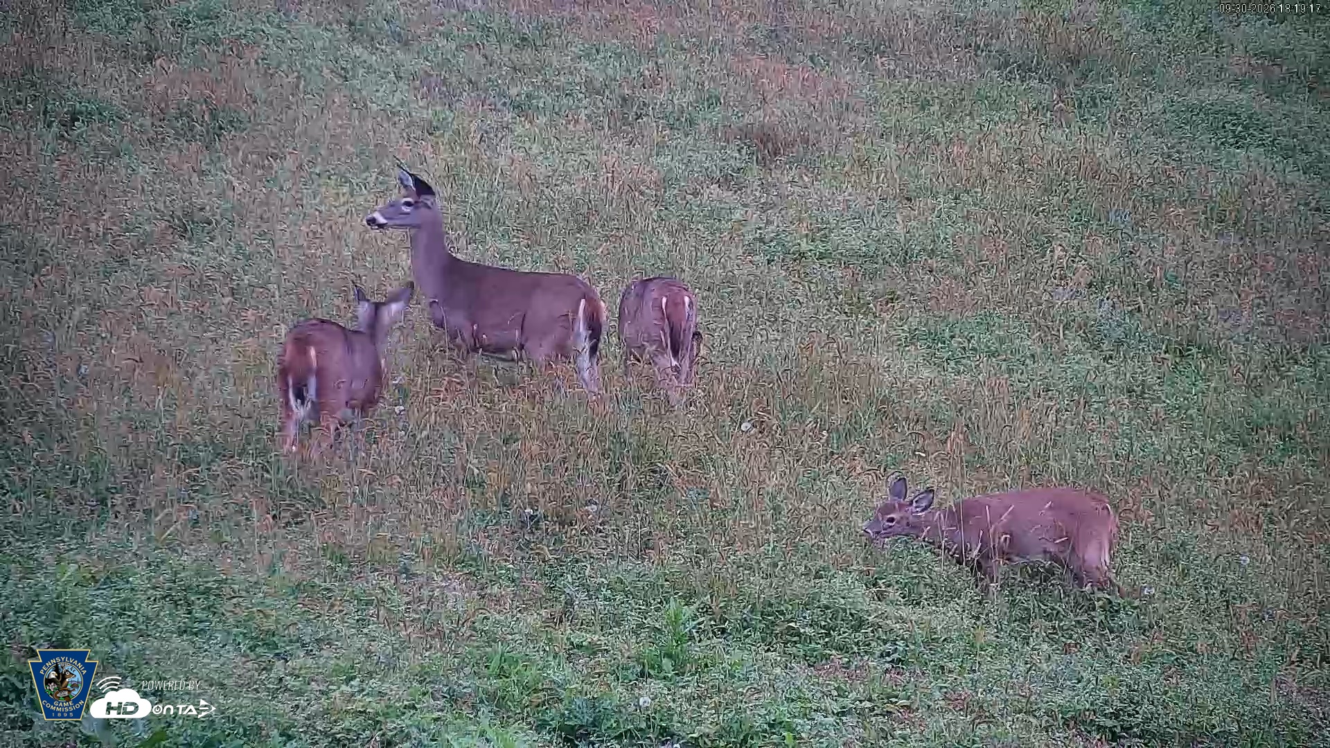 Snapshot of Pennsylvania Elk Live Webcam taken Sep 30, 2026, 6:20pm EDT