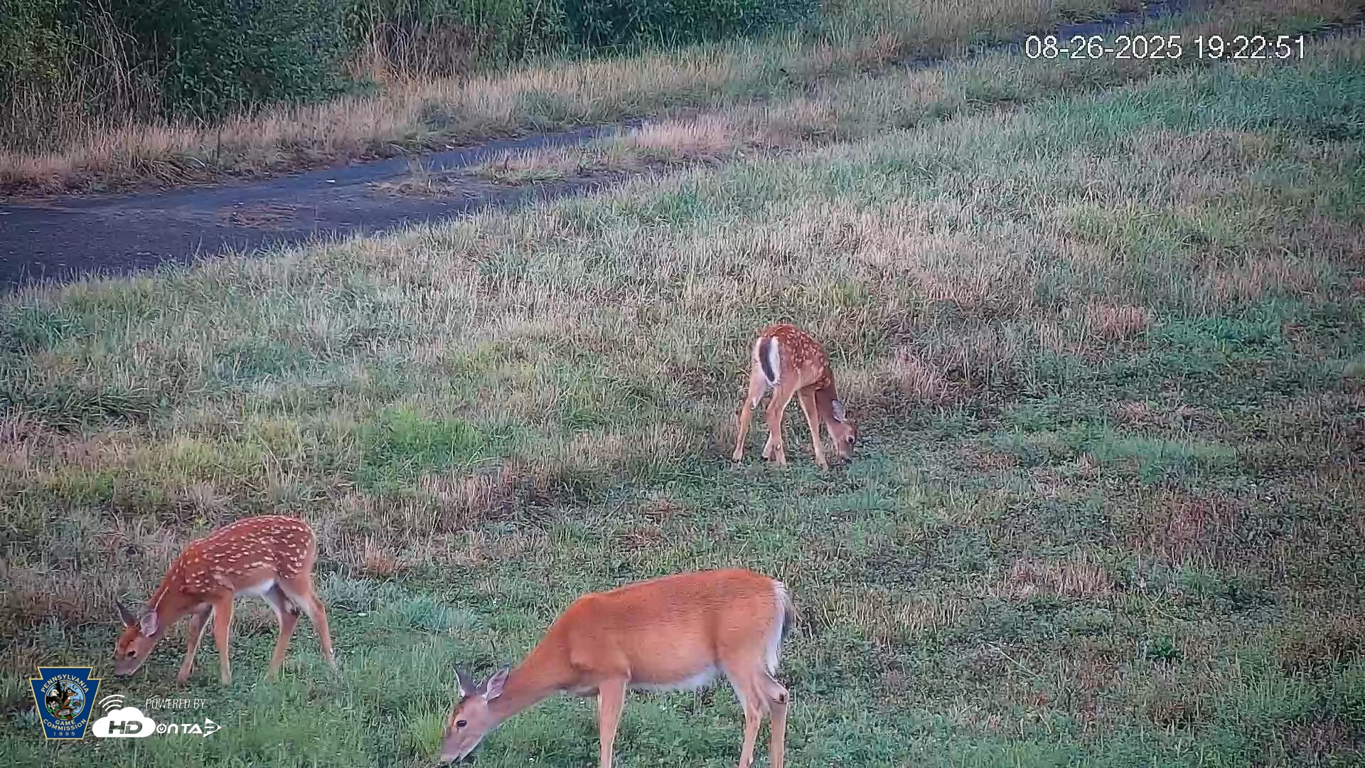 Snapshot of Pennsylvania Elk Live Webcam taken Aug 26, 2025, 7:23pm EDT