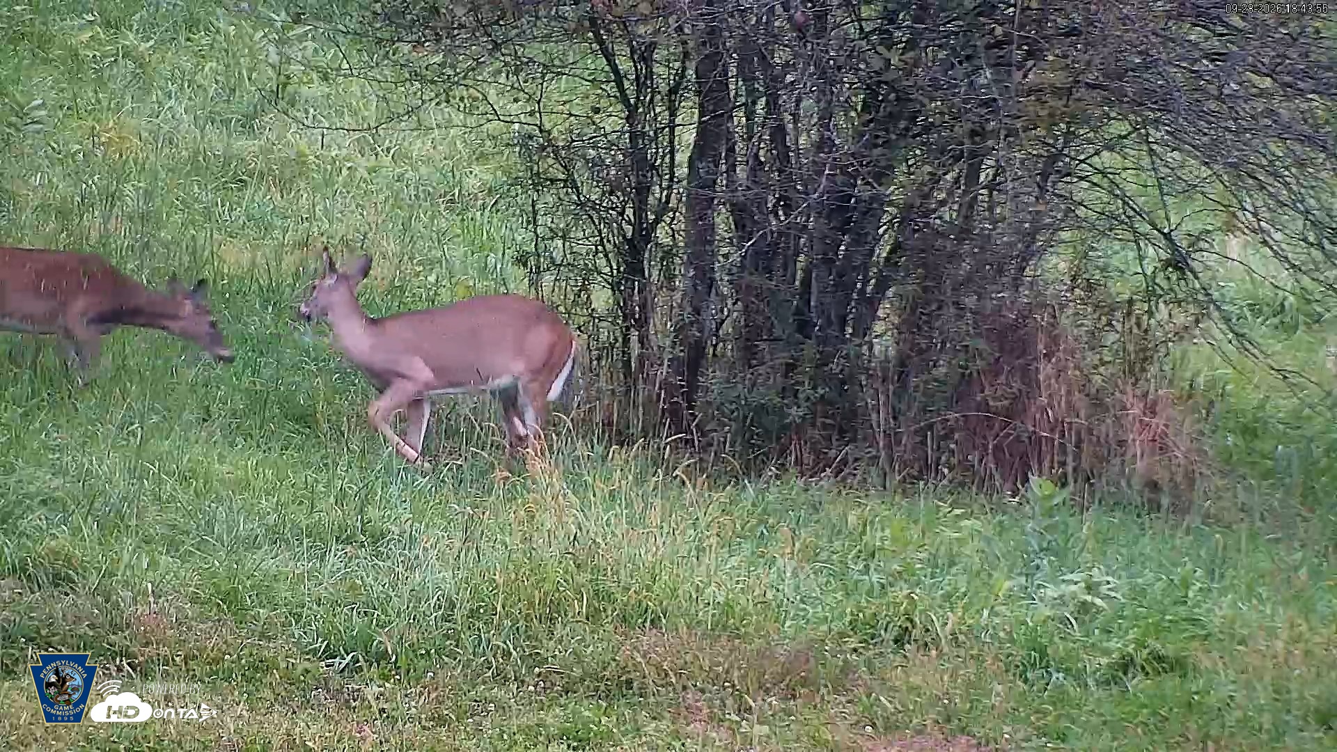 Snapshot of Pennsylvania Elk Live Webcam taken Sep 28, 2026, 6:44pm EDT