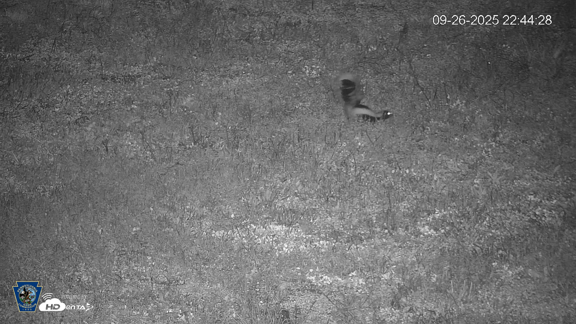 Snapshot of Pennsylvania Elk Live Webcam taken Sep 26, 2025, 10:45pm EDT