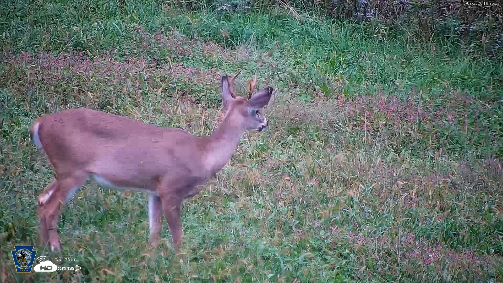Snapshot of Pennsylvania Elk Live Webcam taken Oct 2, 2026, 6:26pm EDT