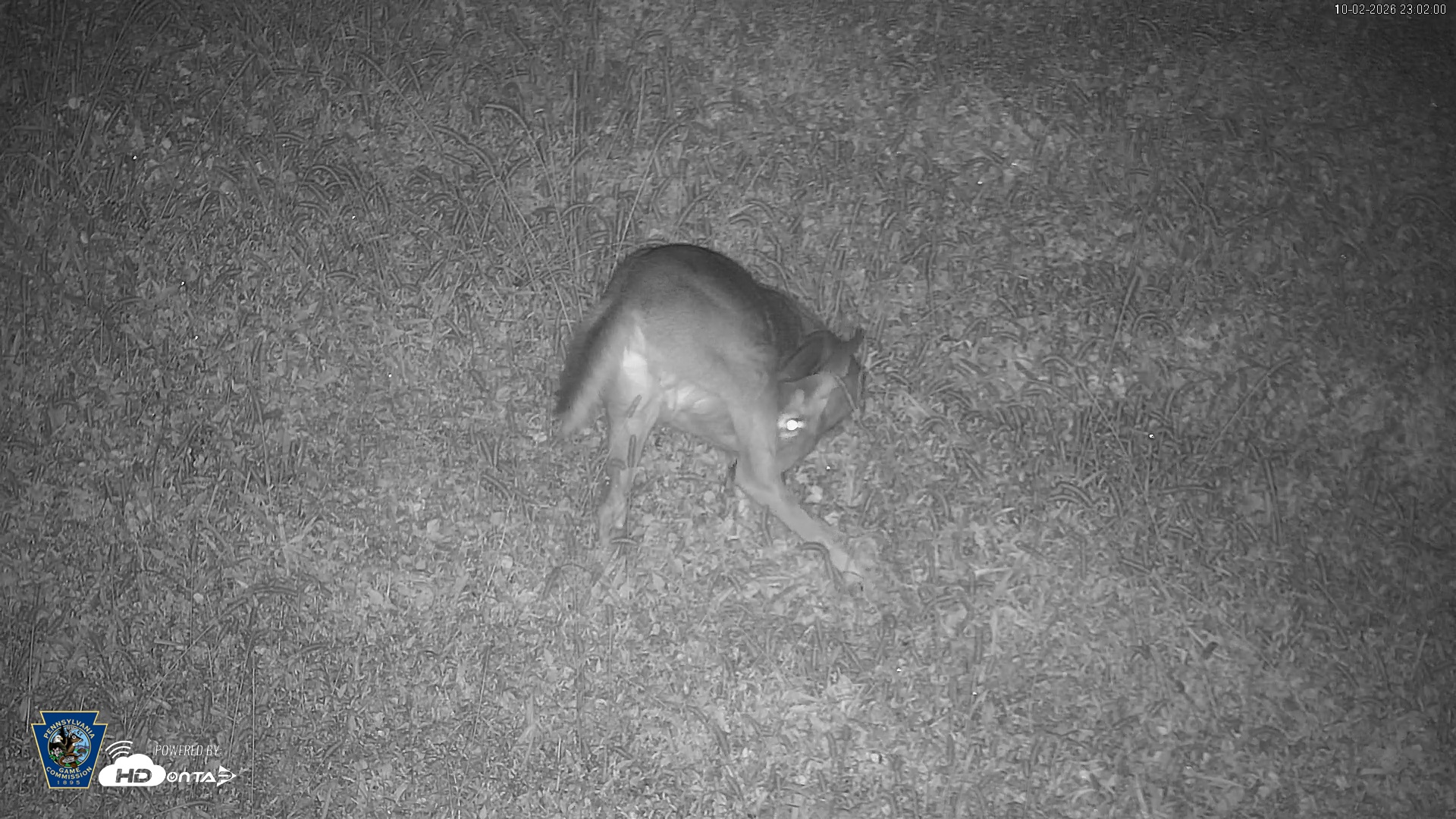 Snapshot of Pennsylvania Elk Live Webcam taken Oct 2, 2026, 11:03pm EDT